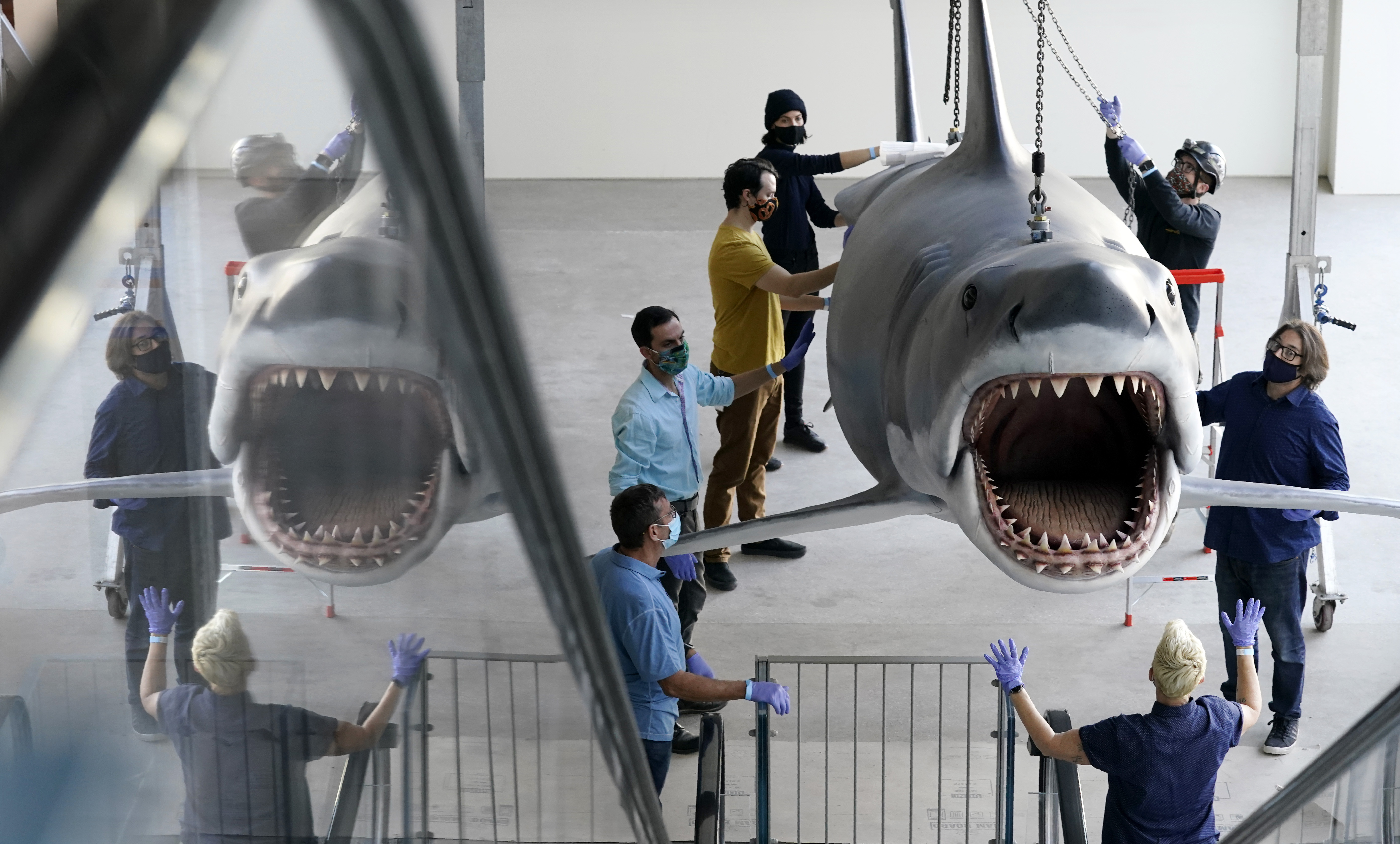 Megalodon: A shark to be feared – East Bay Times