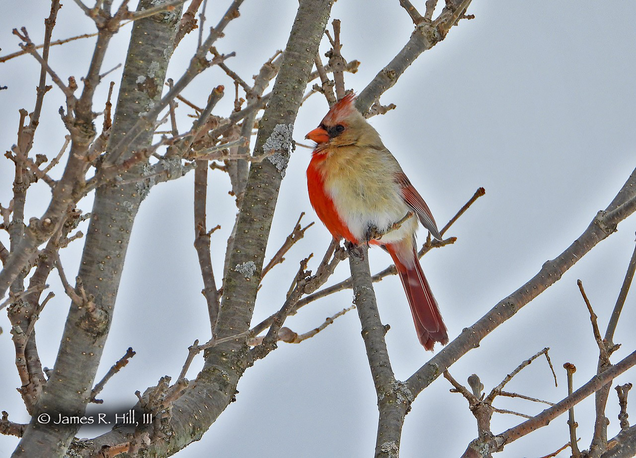 Rare cardinals, red birds half white, Louisville Leucistic birds