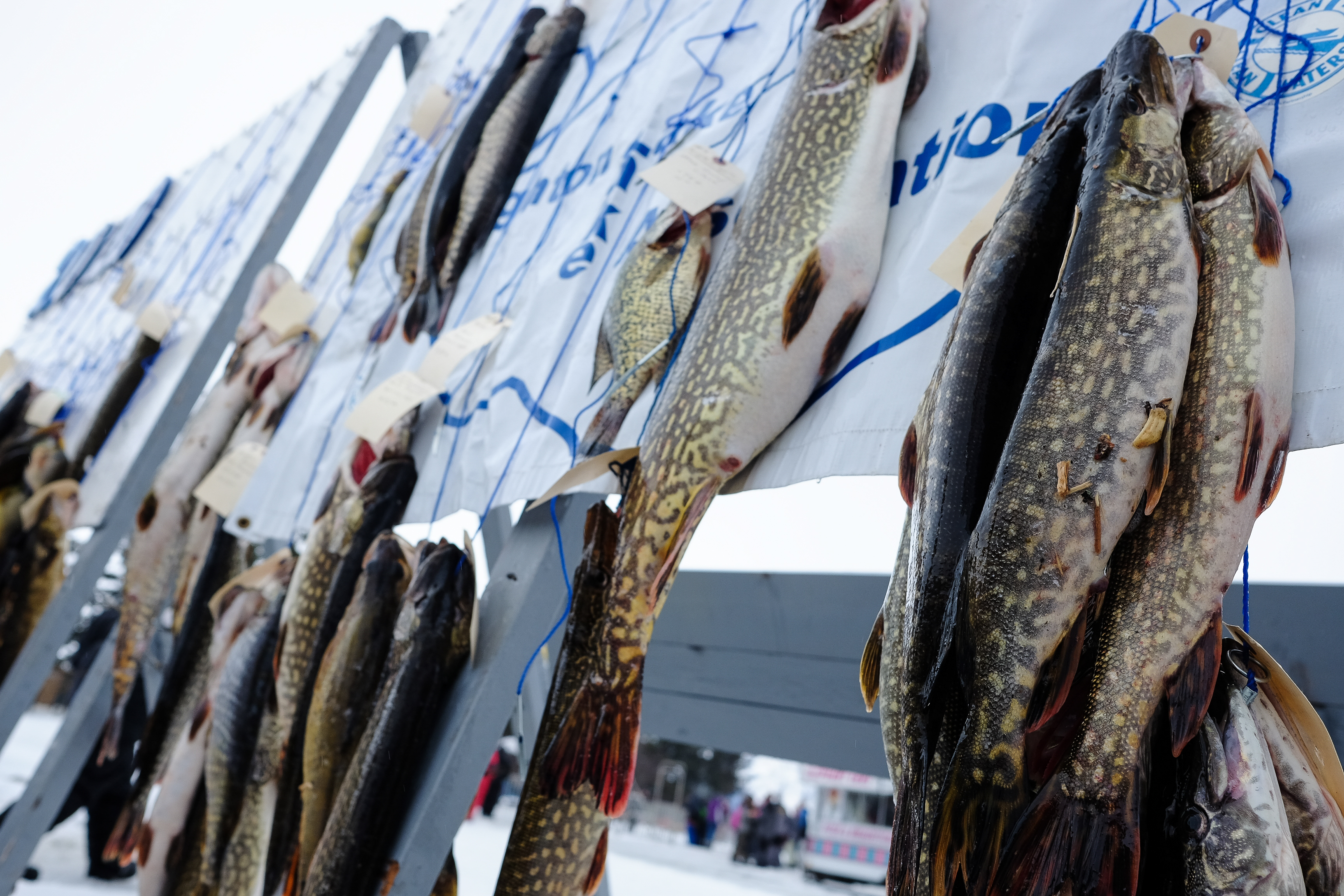 Thin ice cancels 2024 Tip-Up Town's first ice fishing contest, races at  Houghton Lake 