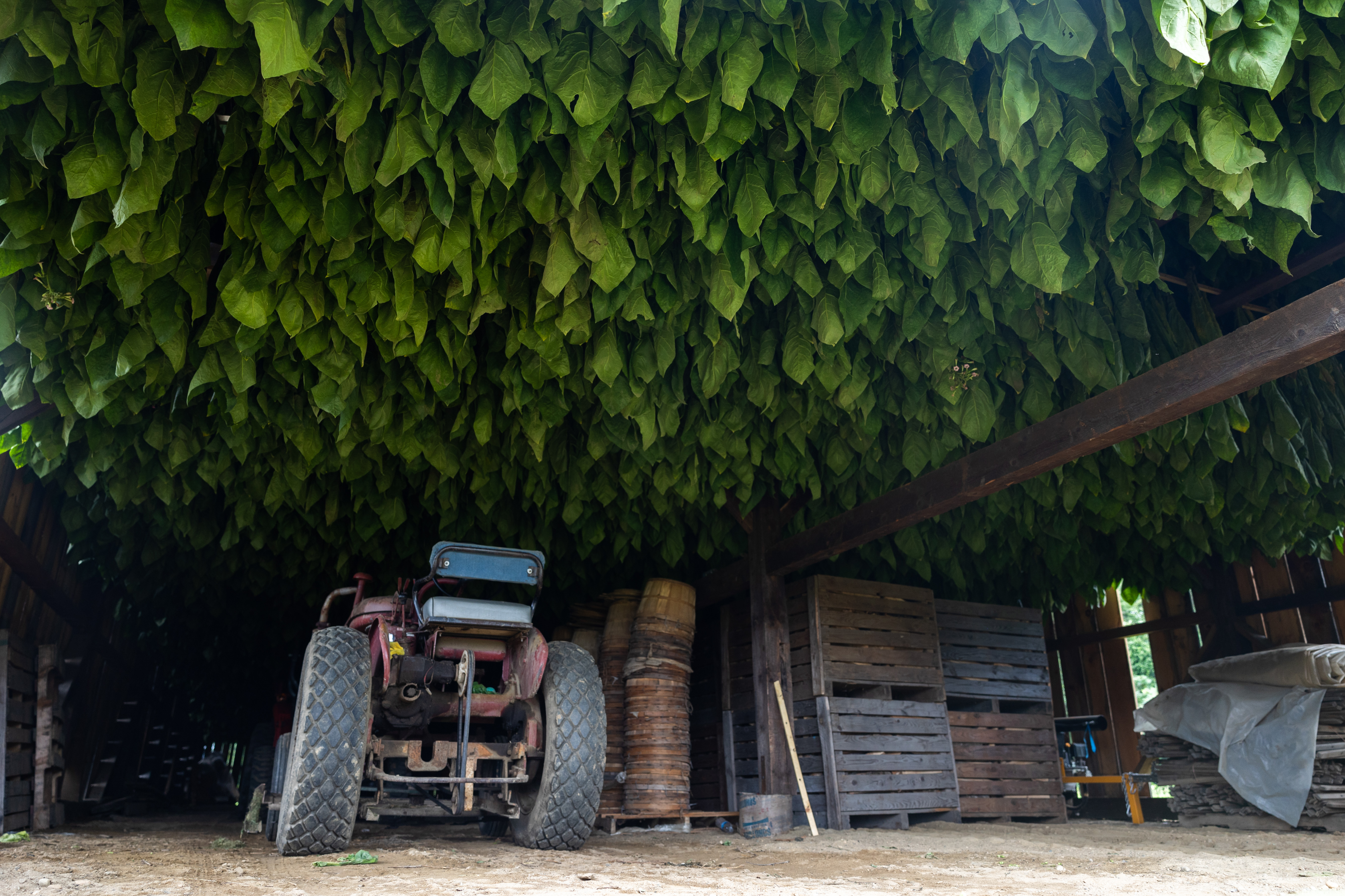Tobacco leaves stored at Wendolowski Farm in Hatfield, Mass. (Hoang 'Leon' Nguyen / The Republican)