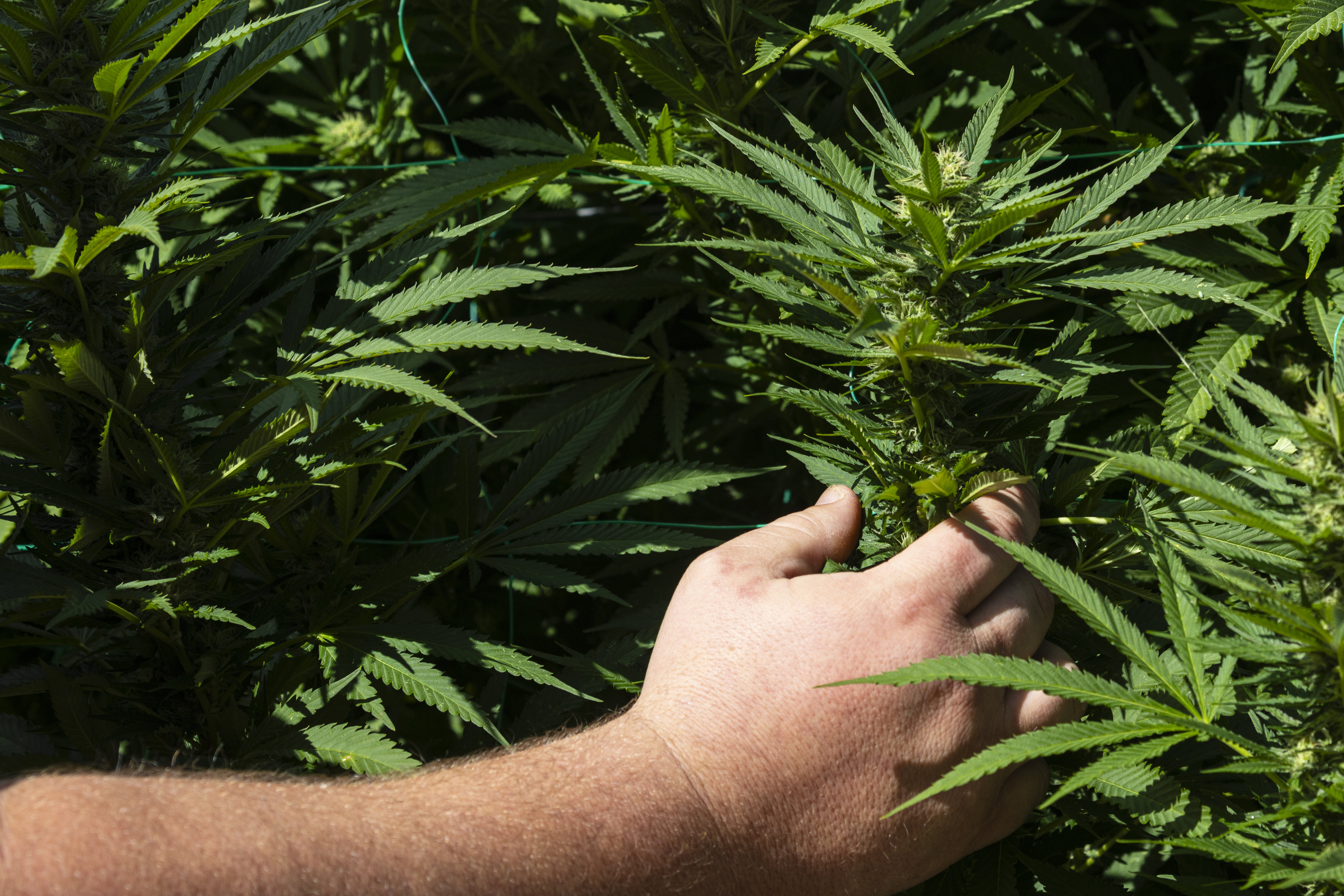 Grasshopper Farms outdoor cannabis grow in Van Buren County - mlive.com
