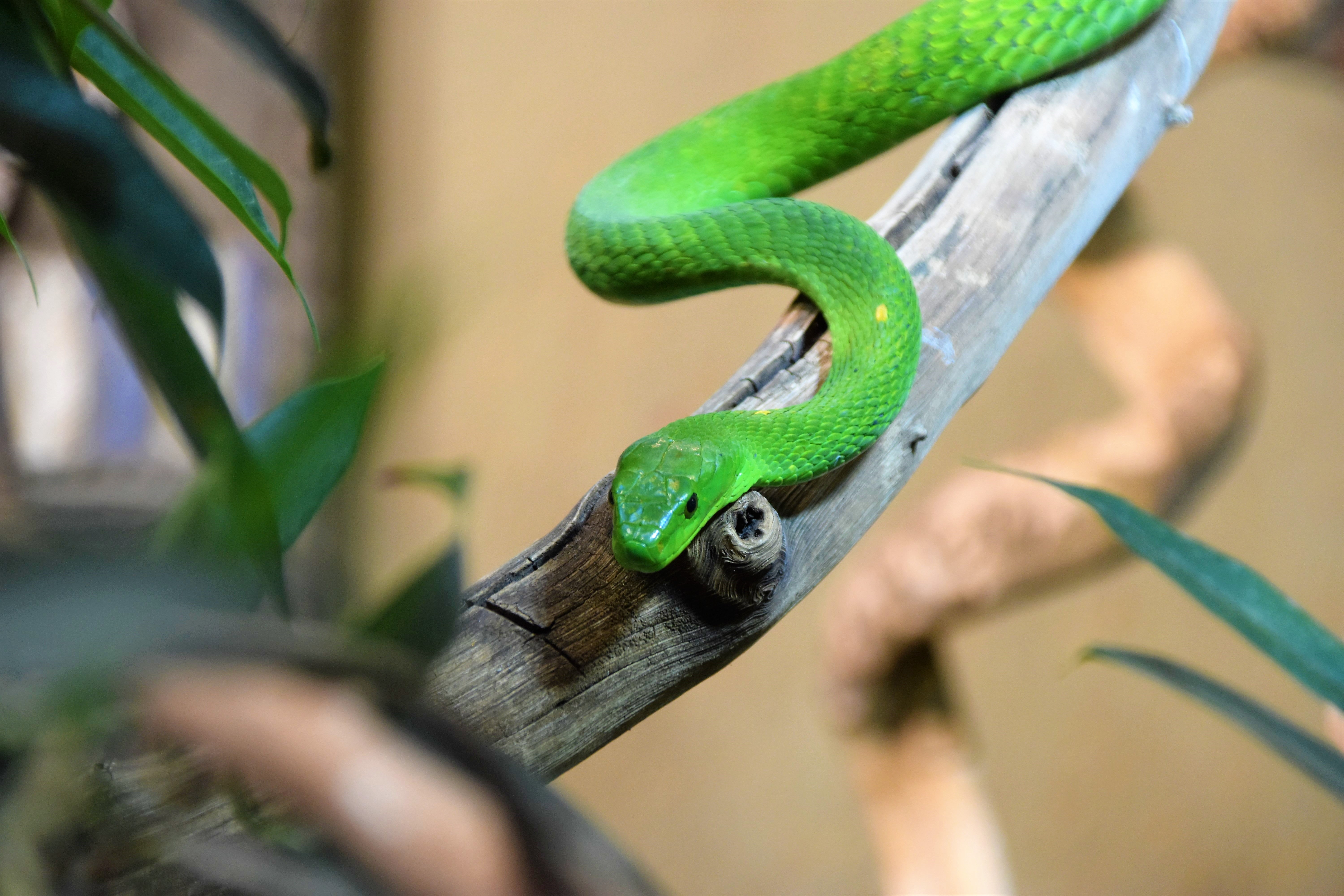 Большие зеленые змеи. Бумсланг змея. Зелёная мамба змея. Перуанский бумсланг. Змея длиннорылая плетевидка.