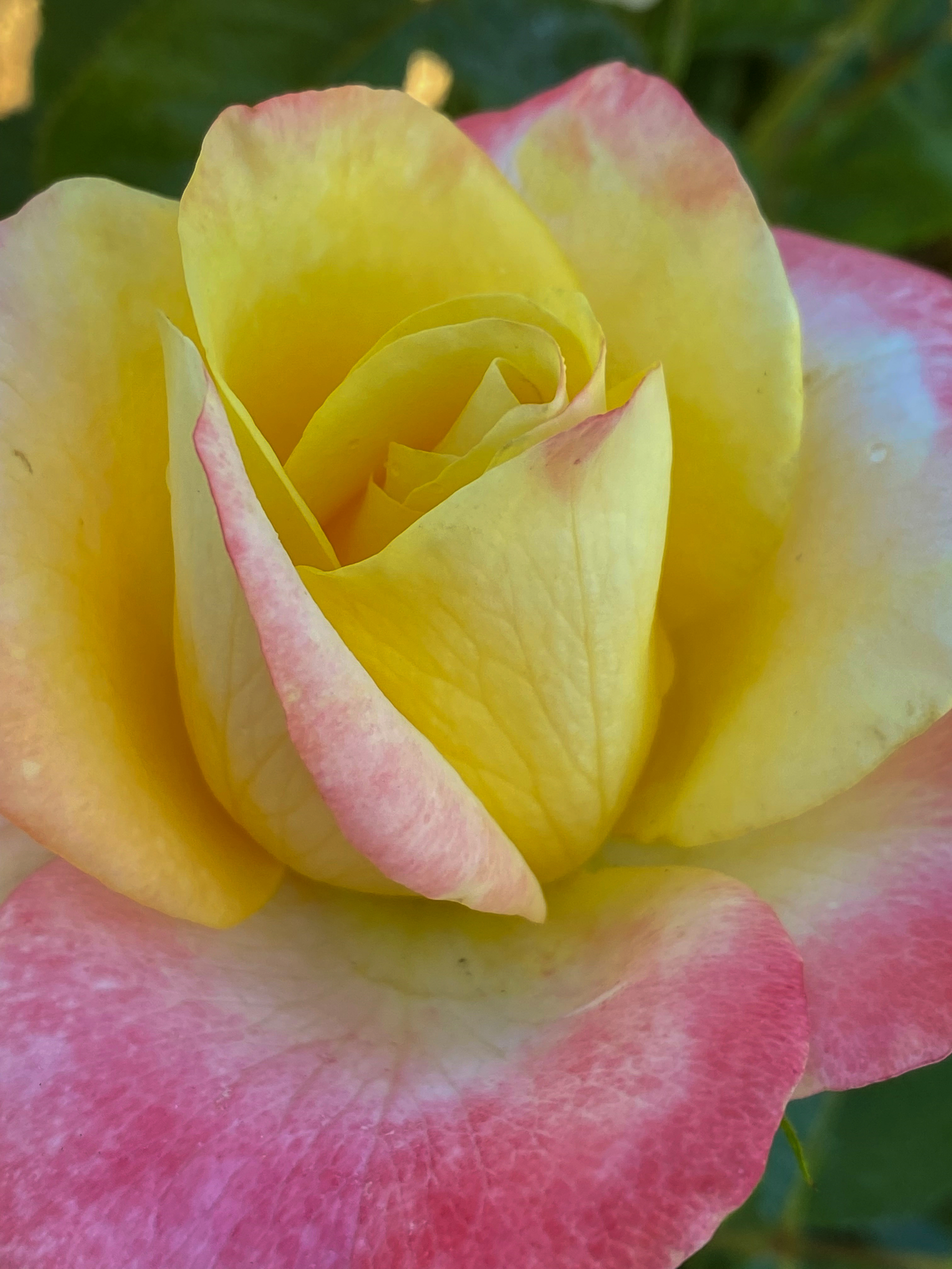 The 2023 Portland Rose Festival's official rose is 'Smiles for Miles