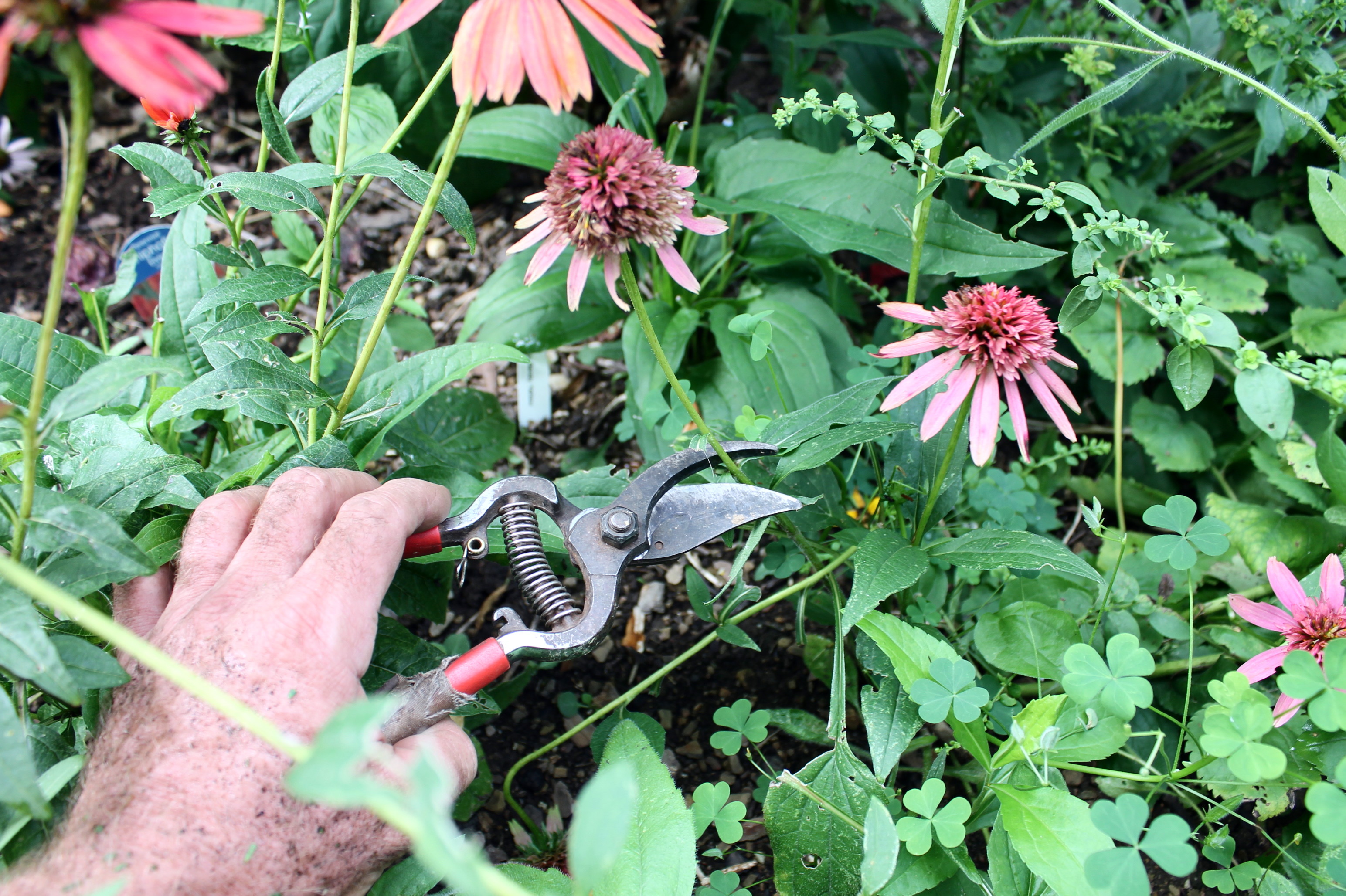 The awesomeness of strawflowers, in the garden and beyond