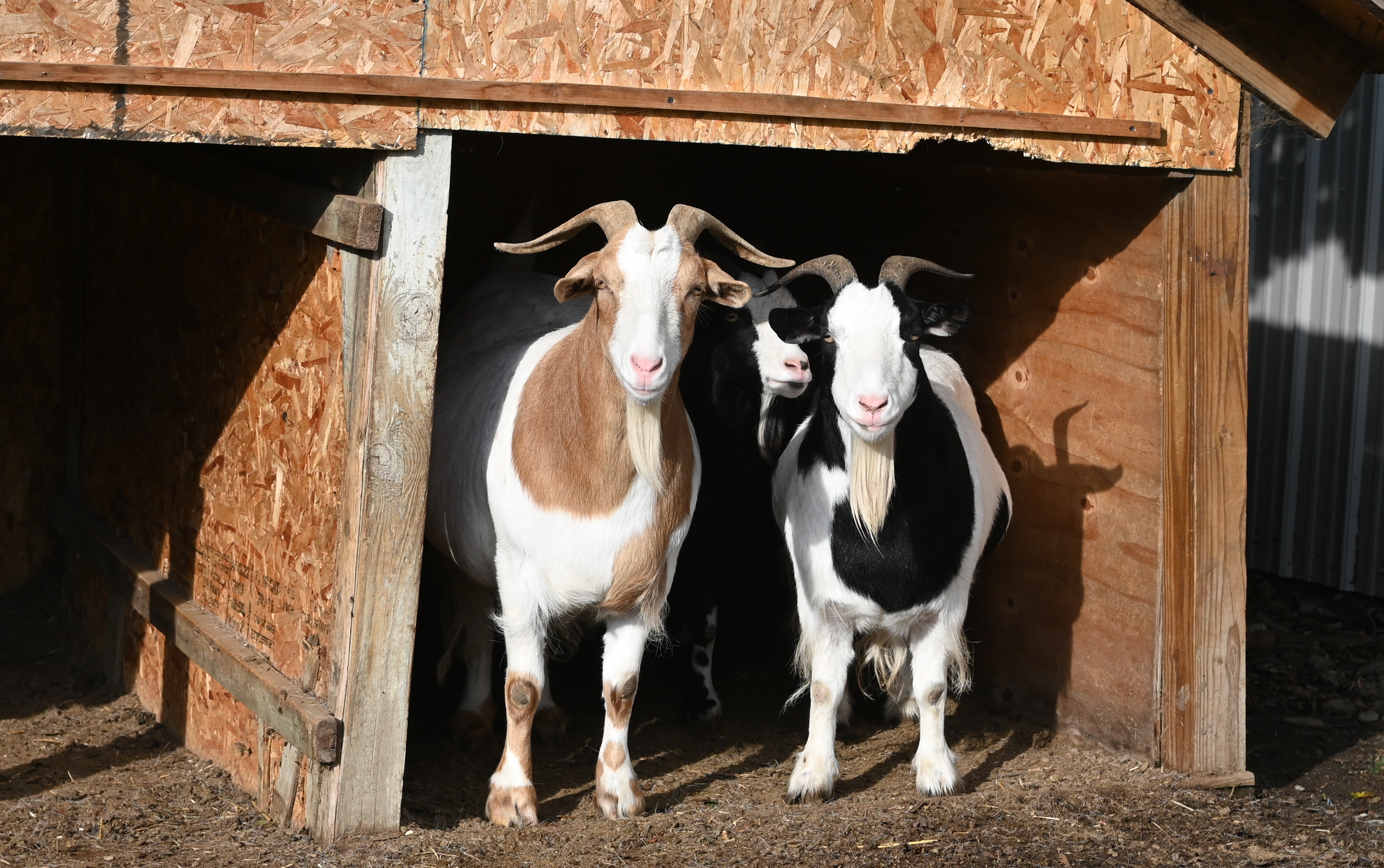 Come for goats, stay for ghosts at Fainting Goat Island Inn