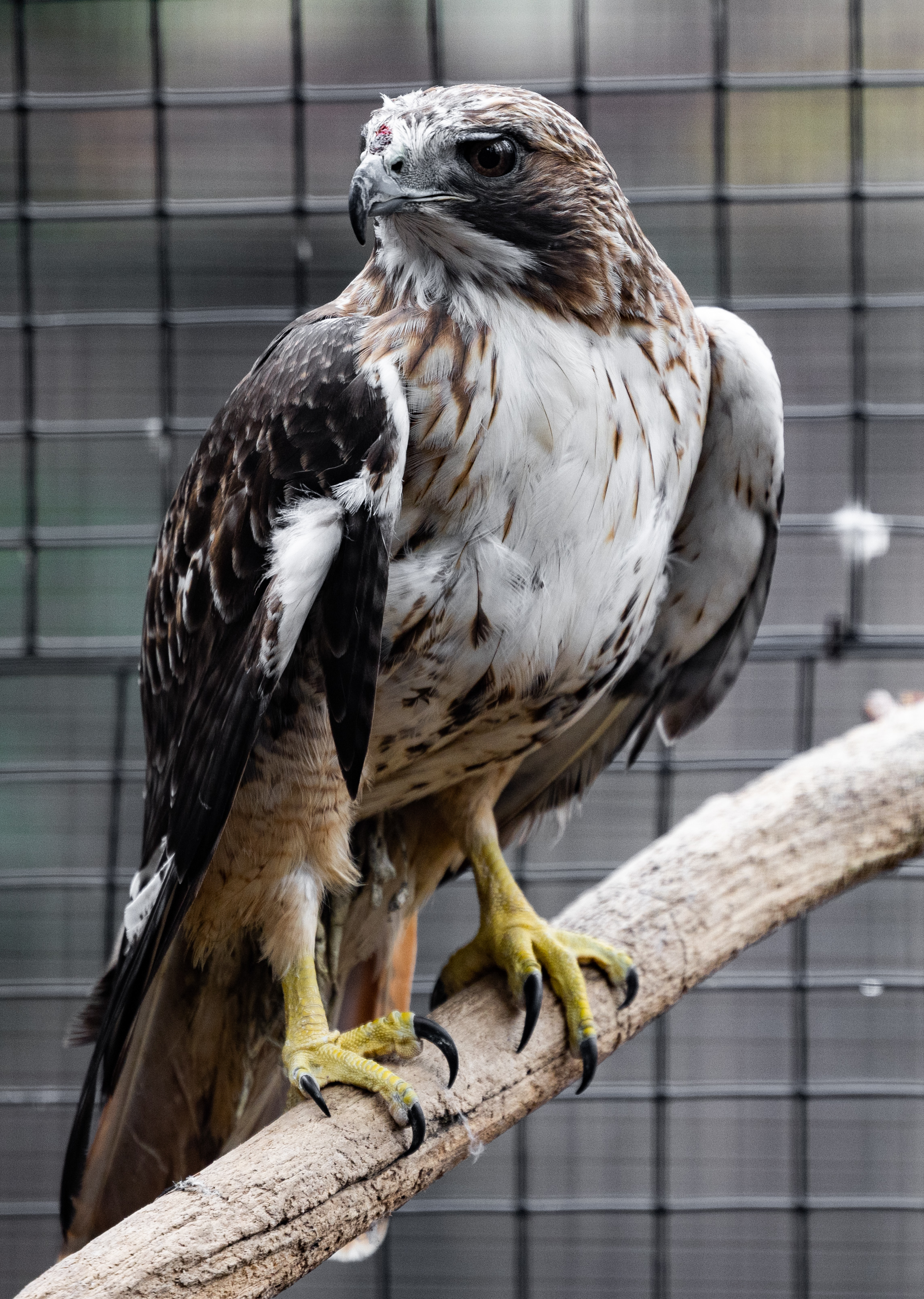 THE CENTER FOR BIRDS OF PREY - 151 Photos & 49 Reviews - 4719 Hwy