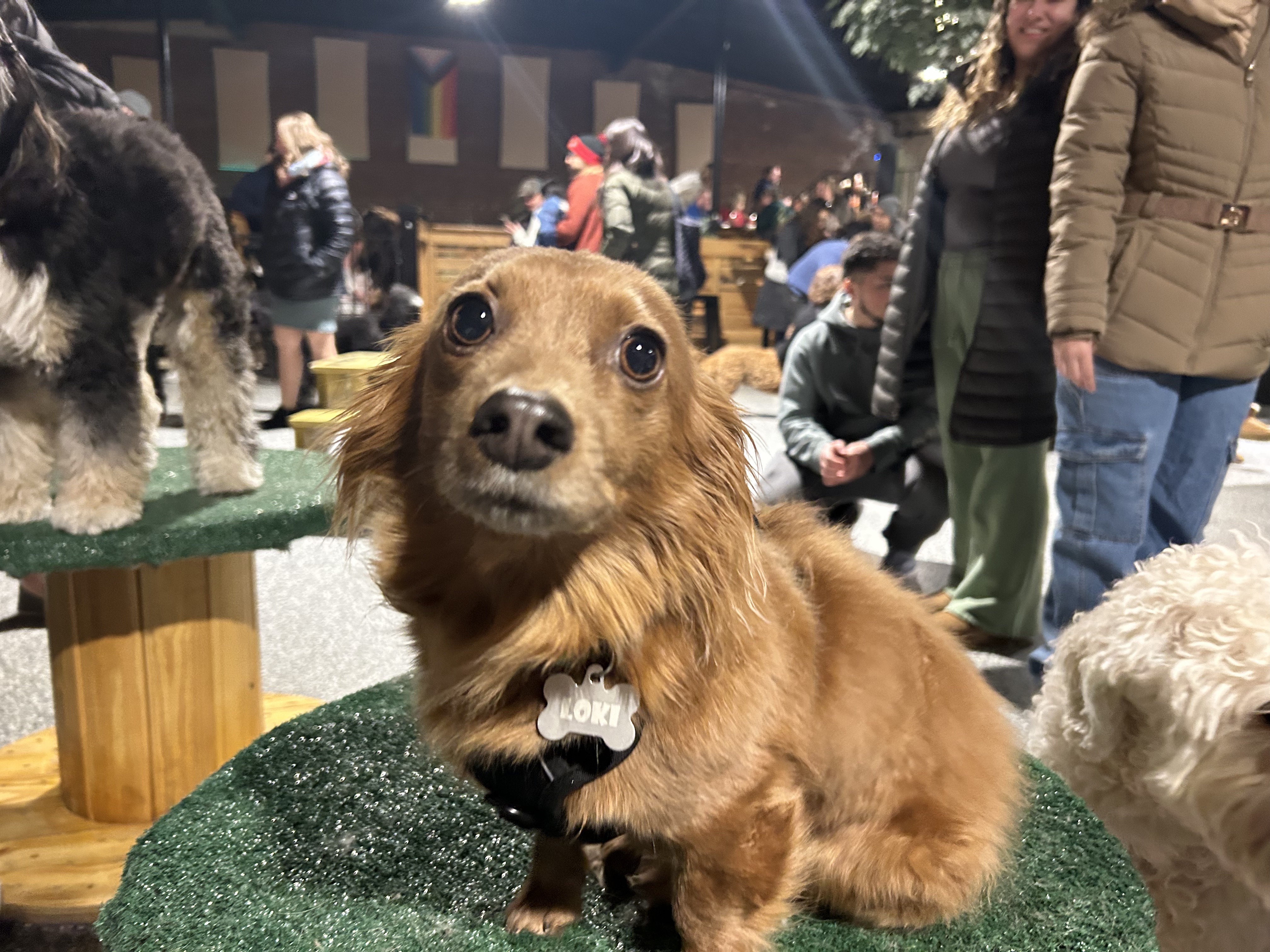 New England's first-ever dog bar Park-9 in Everett turning 1 in