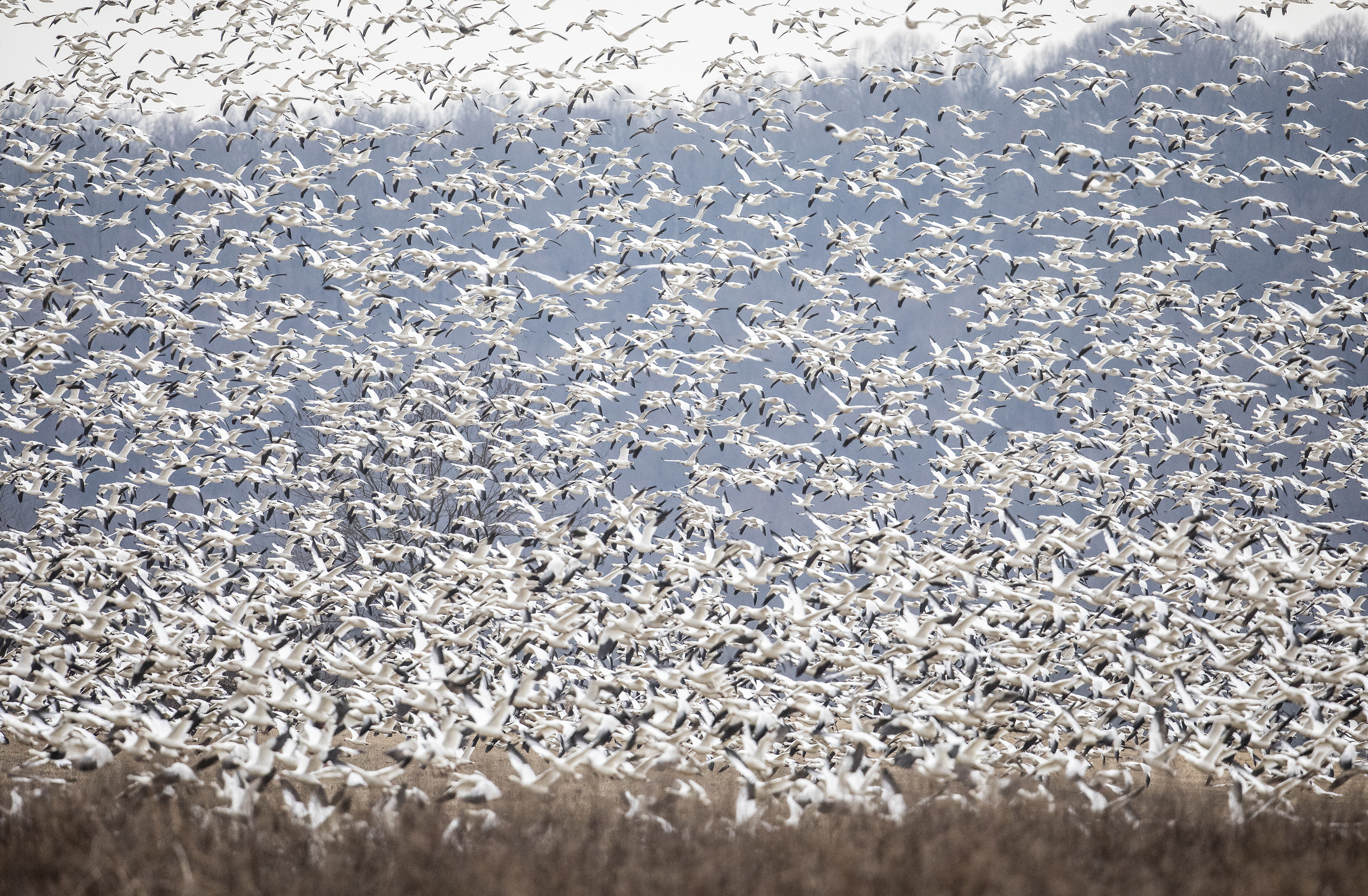 Snow Geese Migration Map When Will Snow Geese Arrive At Middle Creek, Elsewhere In Pennsylvania? -  Pennlive.com