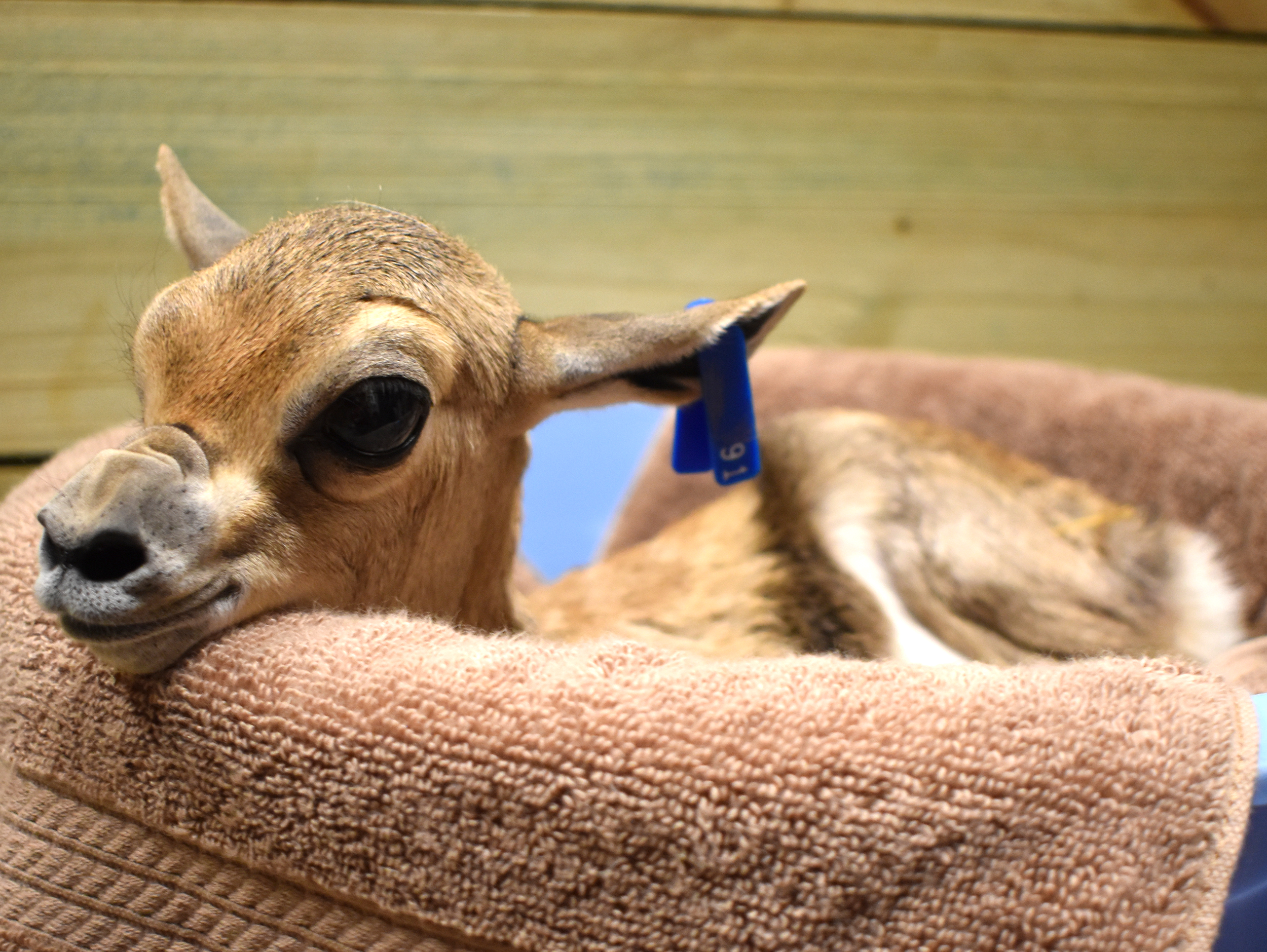 Akron Zoo welcomes its first Speke's gazelle calf - cleveland.com