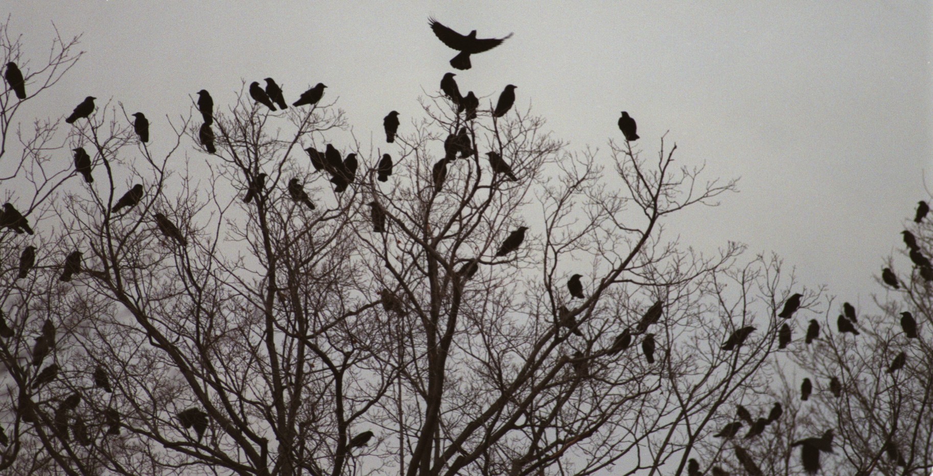 Cornell crow expert discusses things most people don t know about