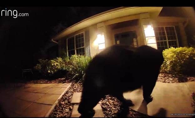 Florida homeowner visited by hungry black bear looking for food