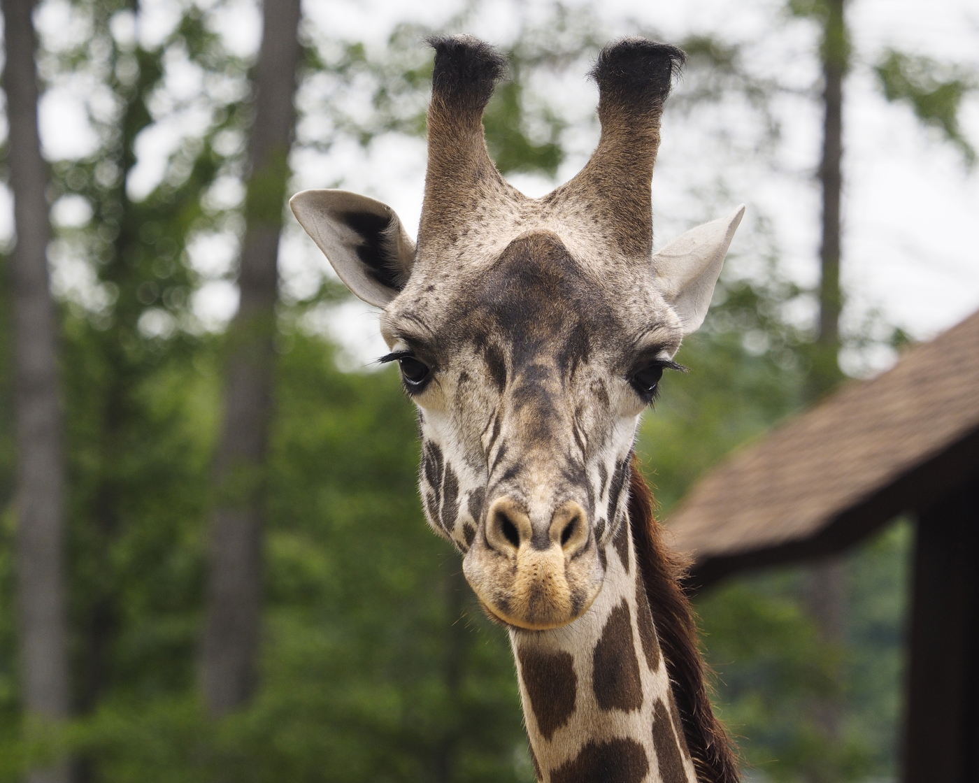 Giraffe at the Turtle Back Zoo – New Jersey is the Best