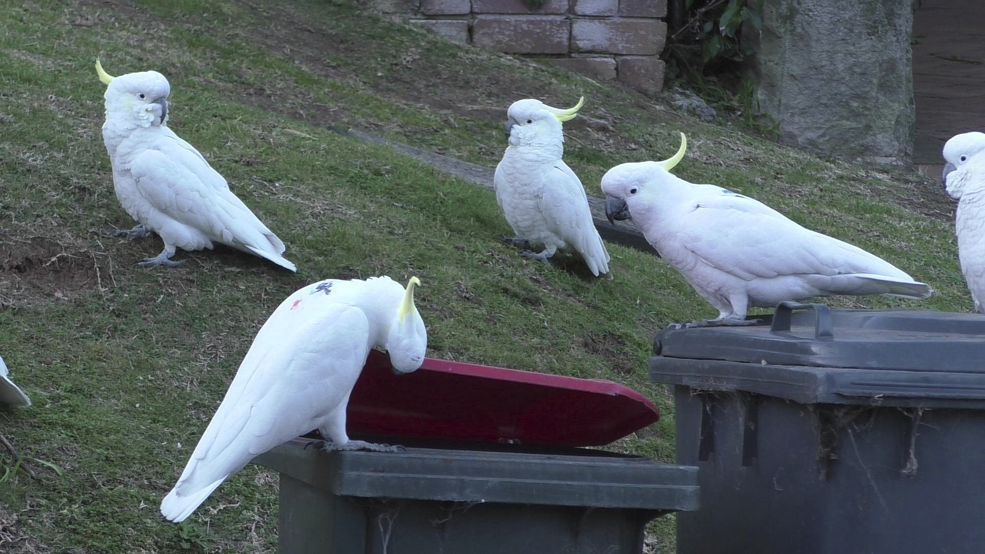 cockatoo treats