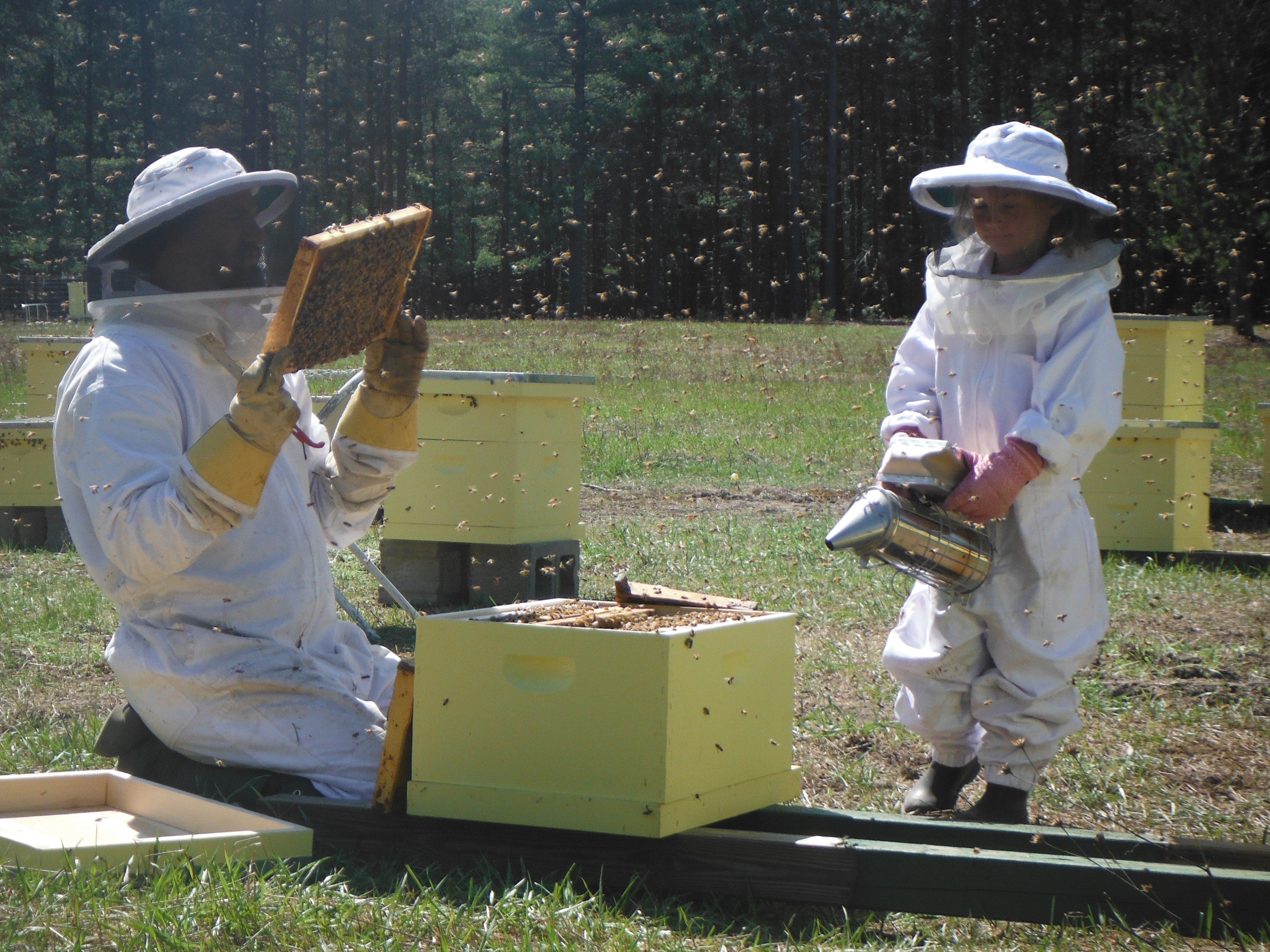 Confessions of a Newbie Beekeeper – Oakland County Blog