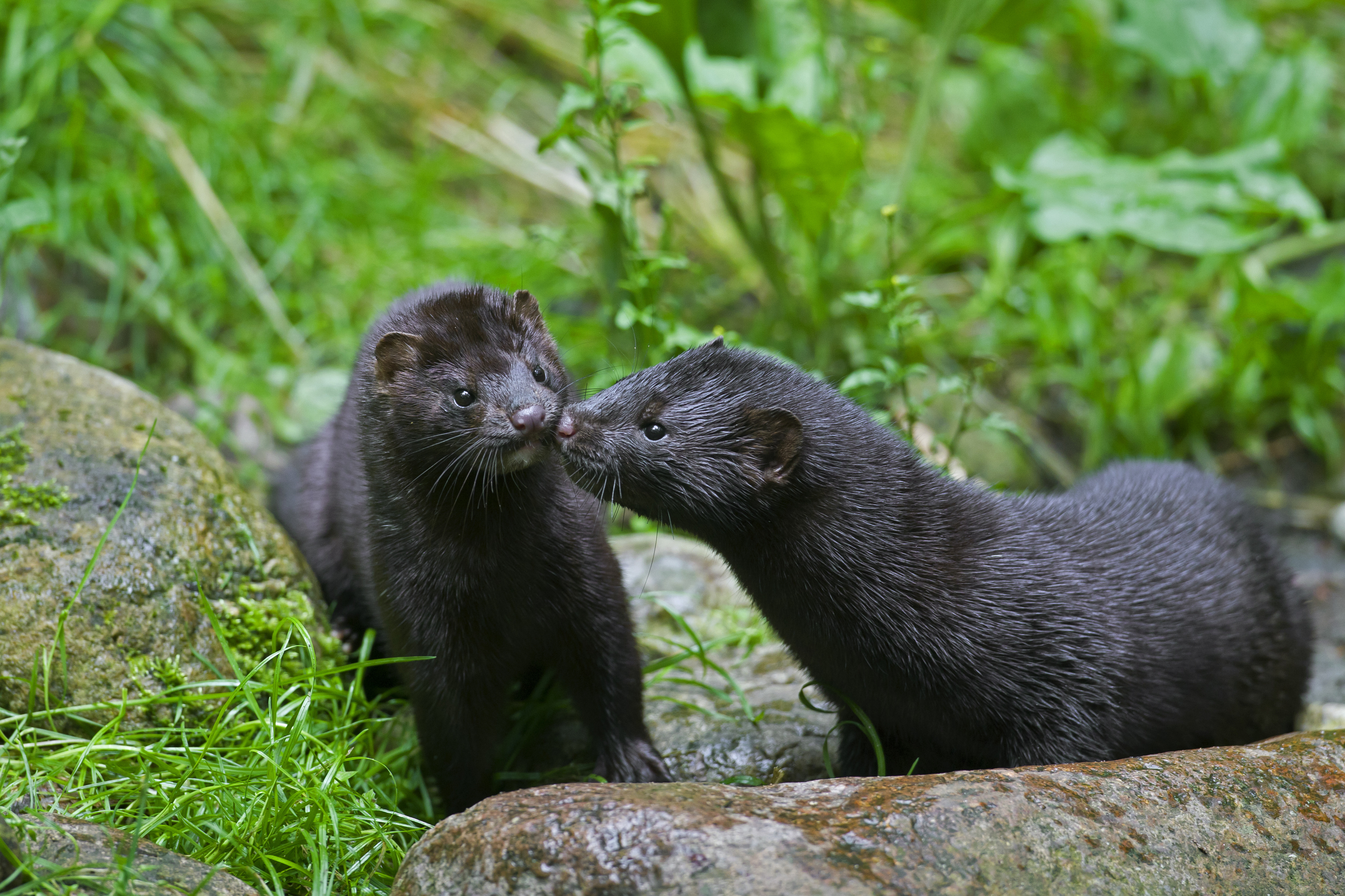 The American mink farmed and in the wild - oregonlive.com