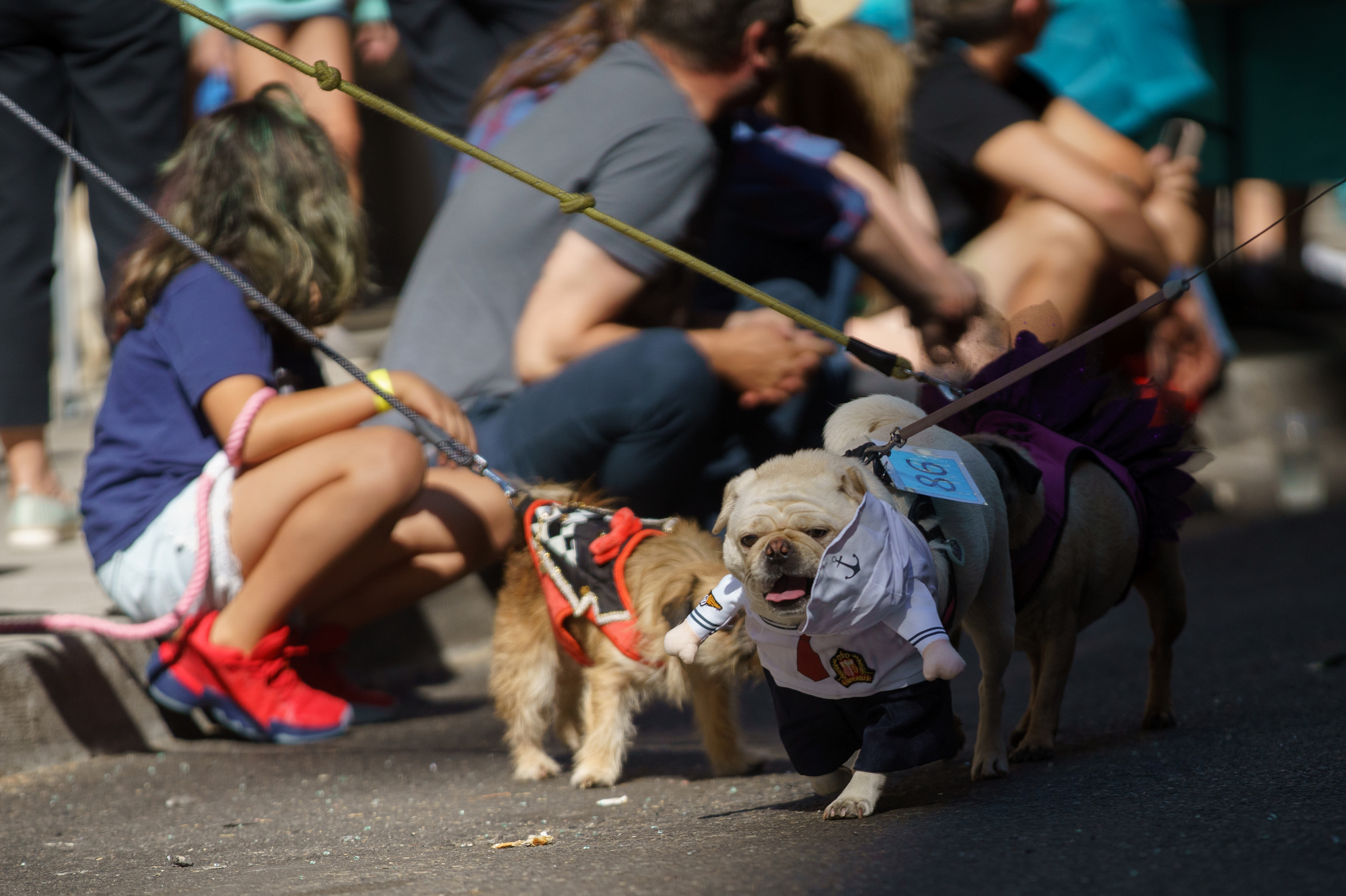 Portland Pug Crawl 2022