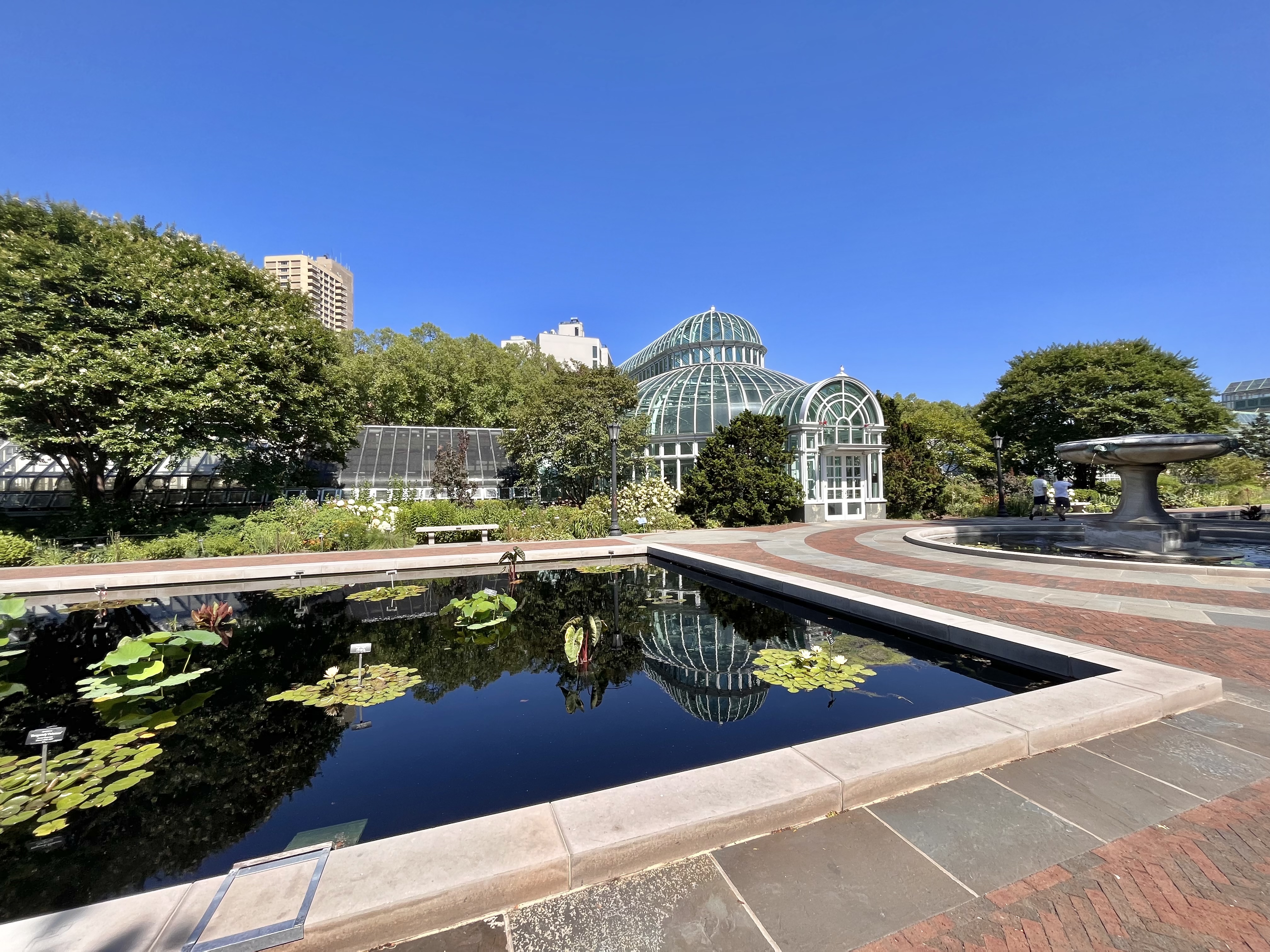 Birds of Brooklyn: Blue Jay - Brooklyn Botanic Garden