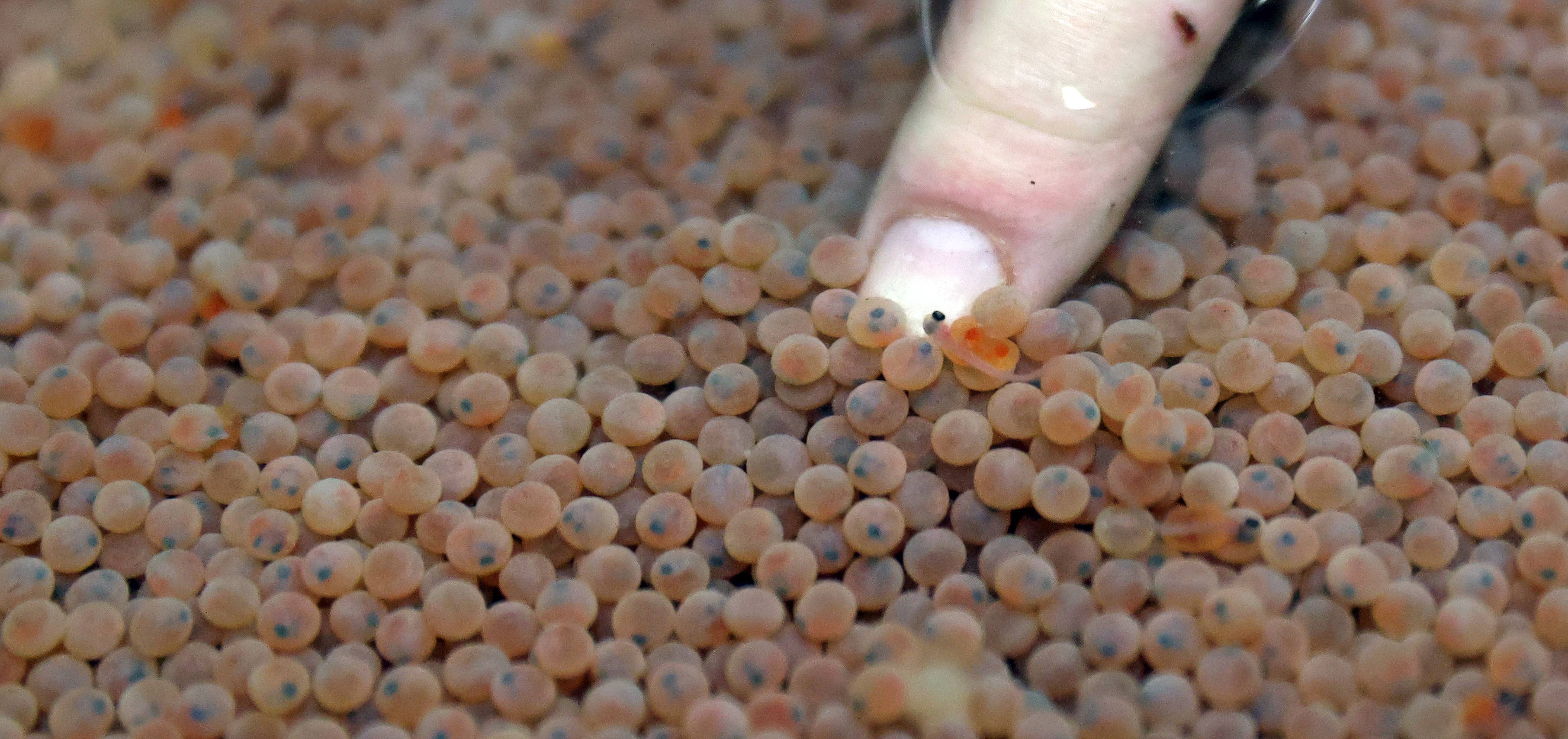 Castalia fish hatchery raises trout for Ohio's sport fishing, April 12, 2022