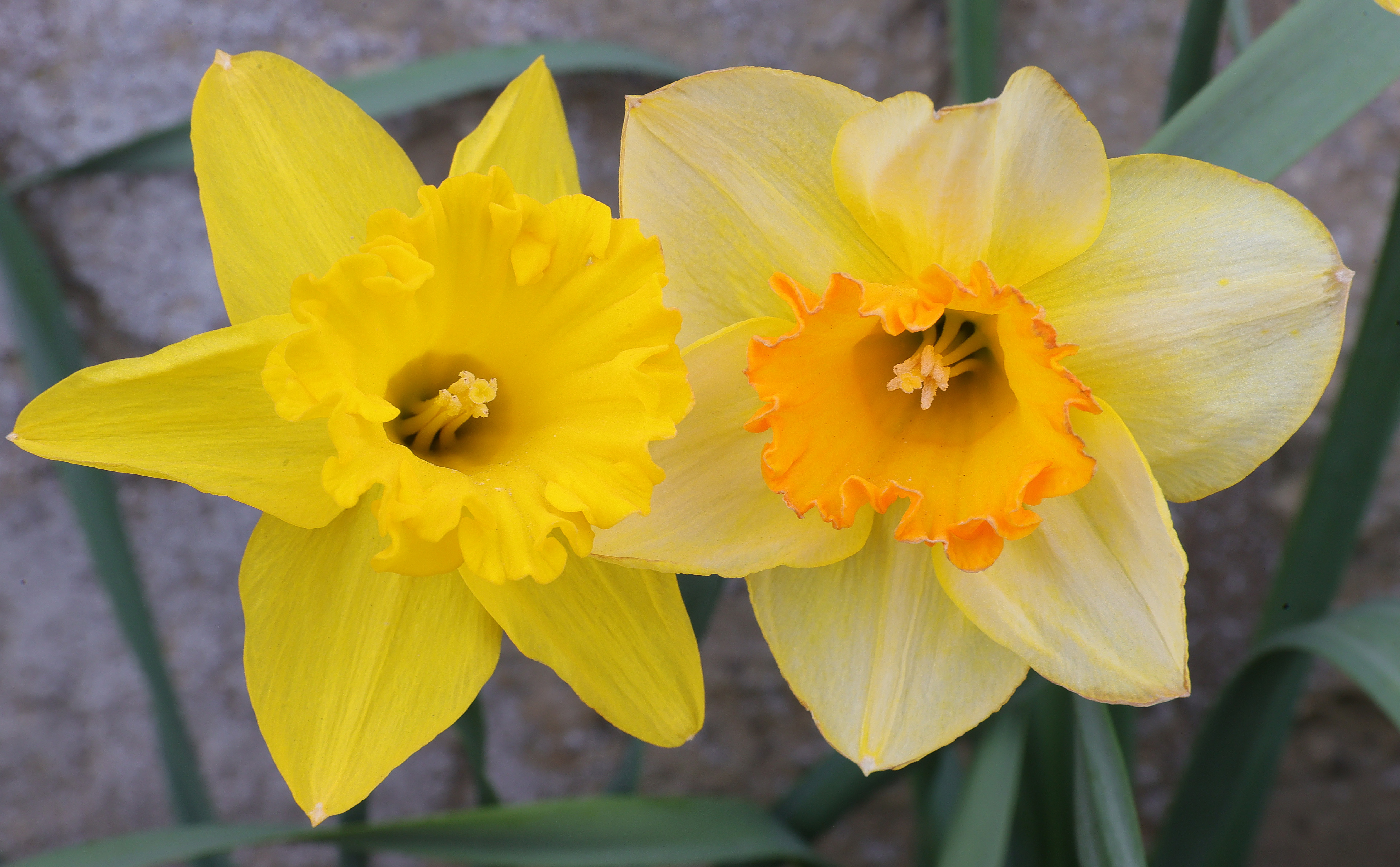 Spring is in the Northeast Ohio air 2022 - cleveland.com