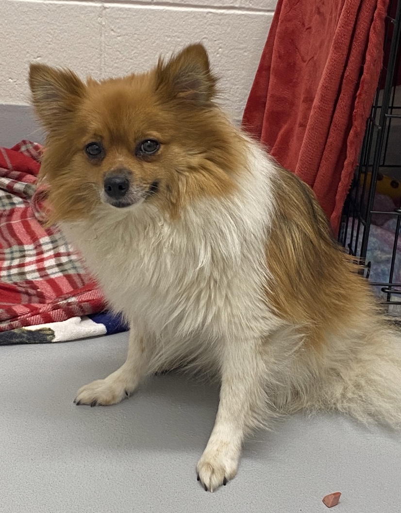 flat coat pomeranian