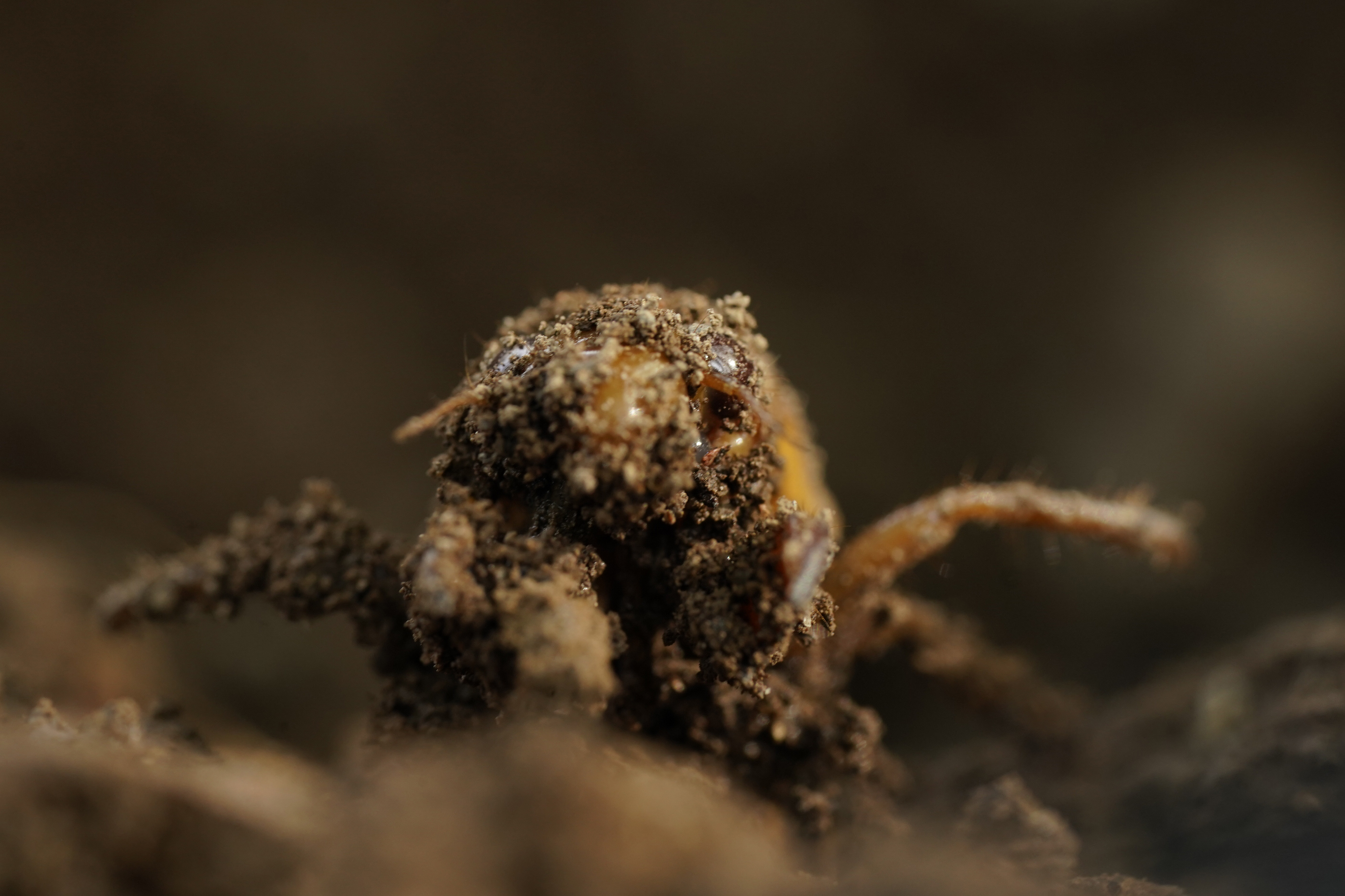 Cicadas: Brood X emergence in 2021 - pennlive.com