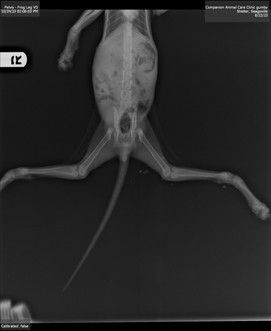 Gumby, kitten with extended back leg deformities, searches for new home ...