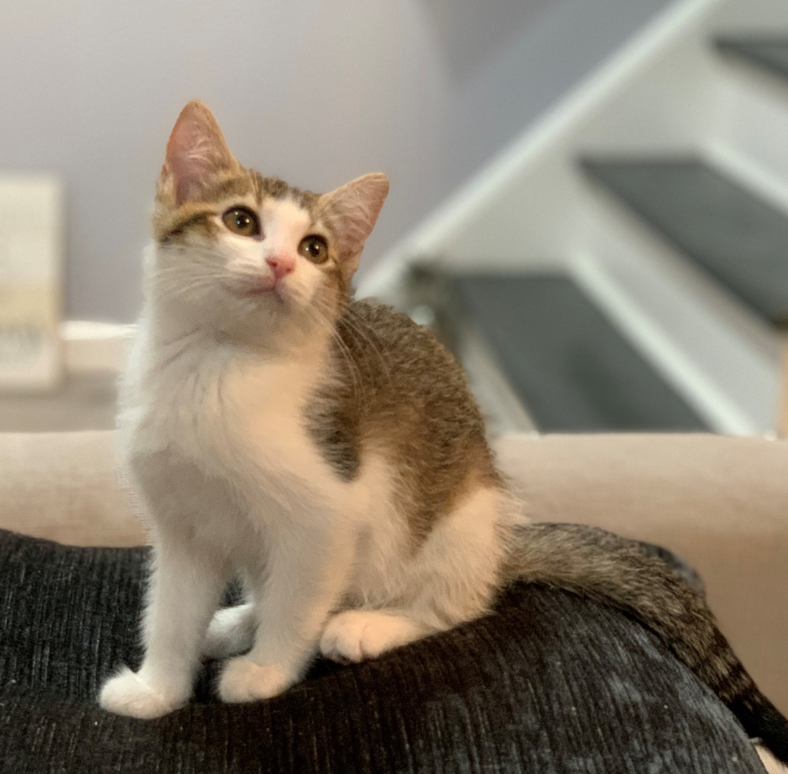 We have 25 furry friends that could make your day brighter: July 11-12