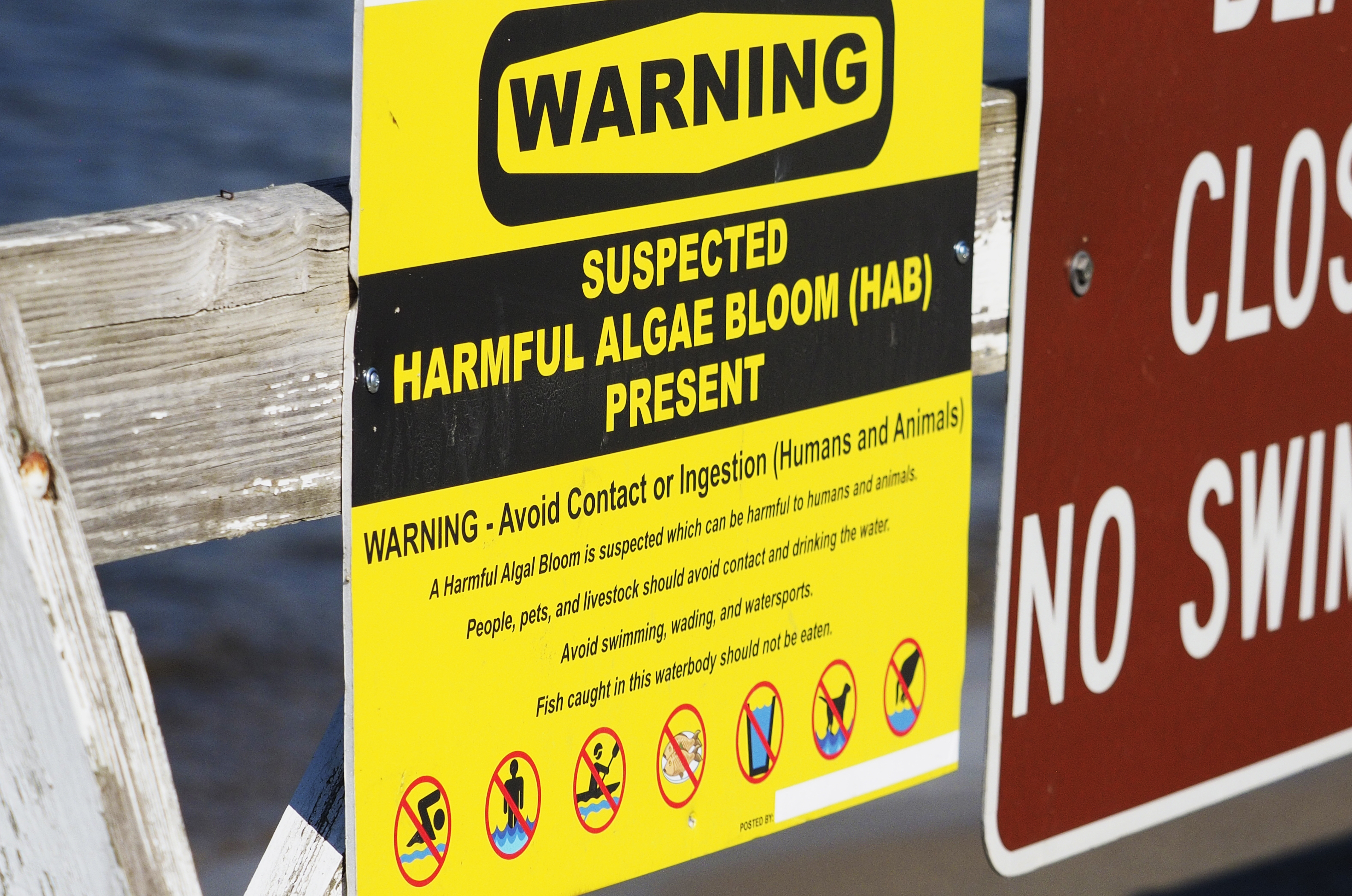 その他 Bashful Bloom sign Mountain Lake in Warren County under harmful algal bloom advisory