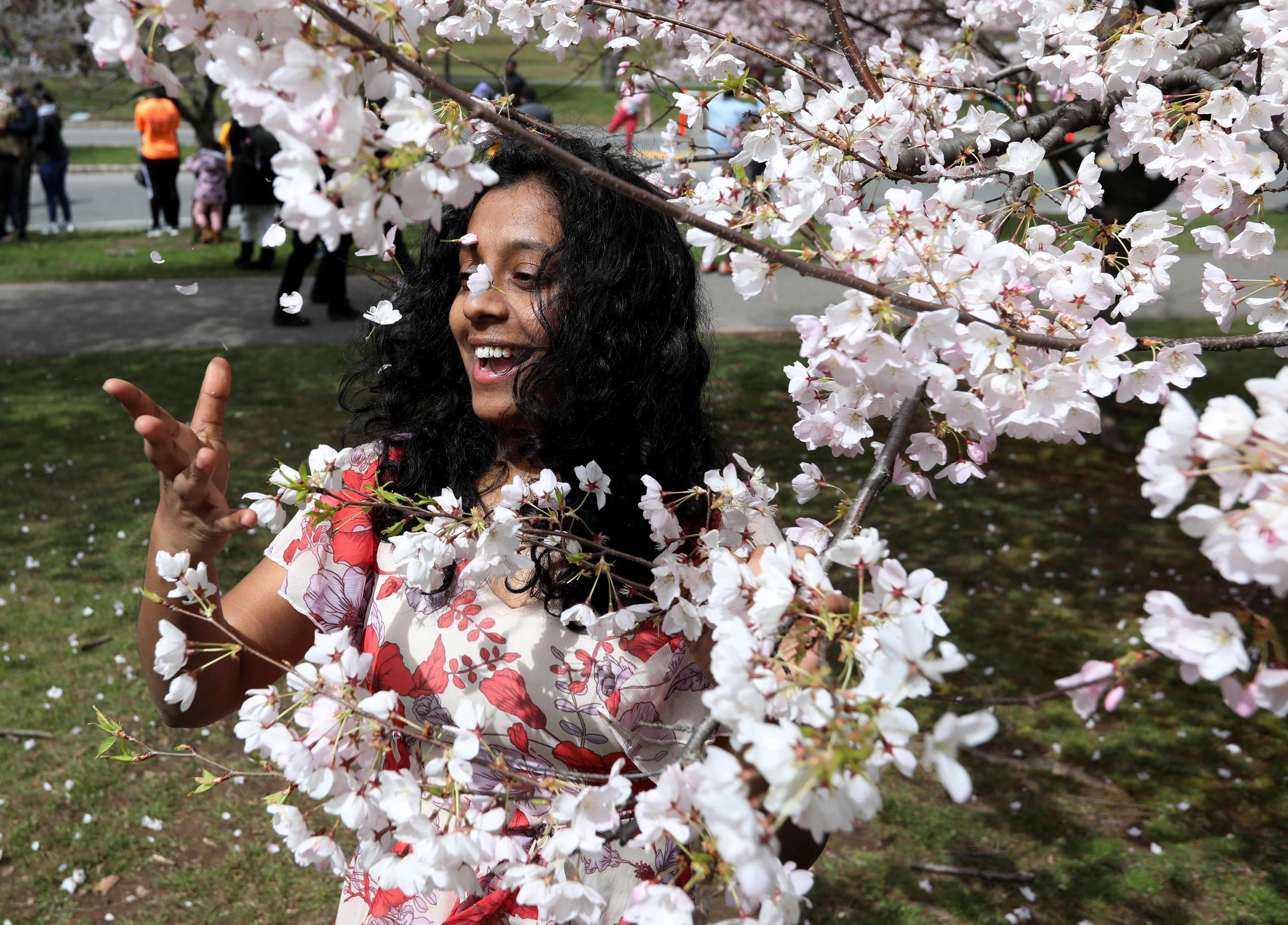 ★mame★2017 cherry  blossom TOPS Cherry Blossom Lane - To Vogue or Bust