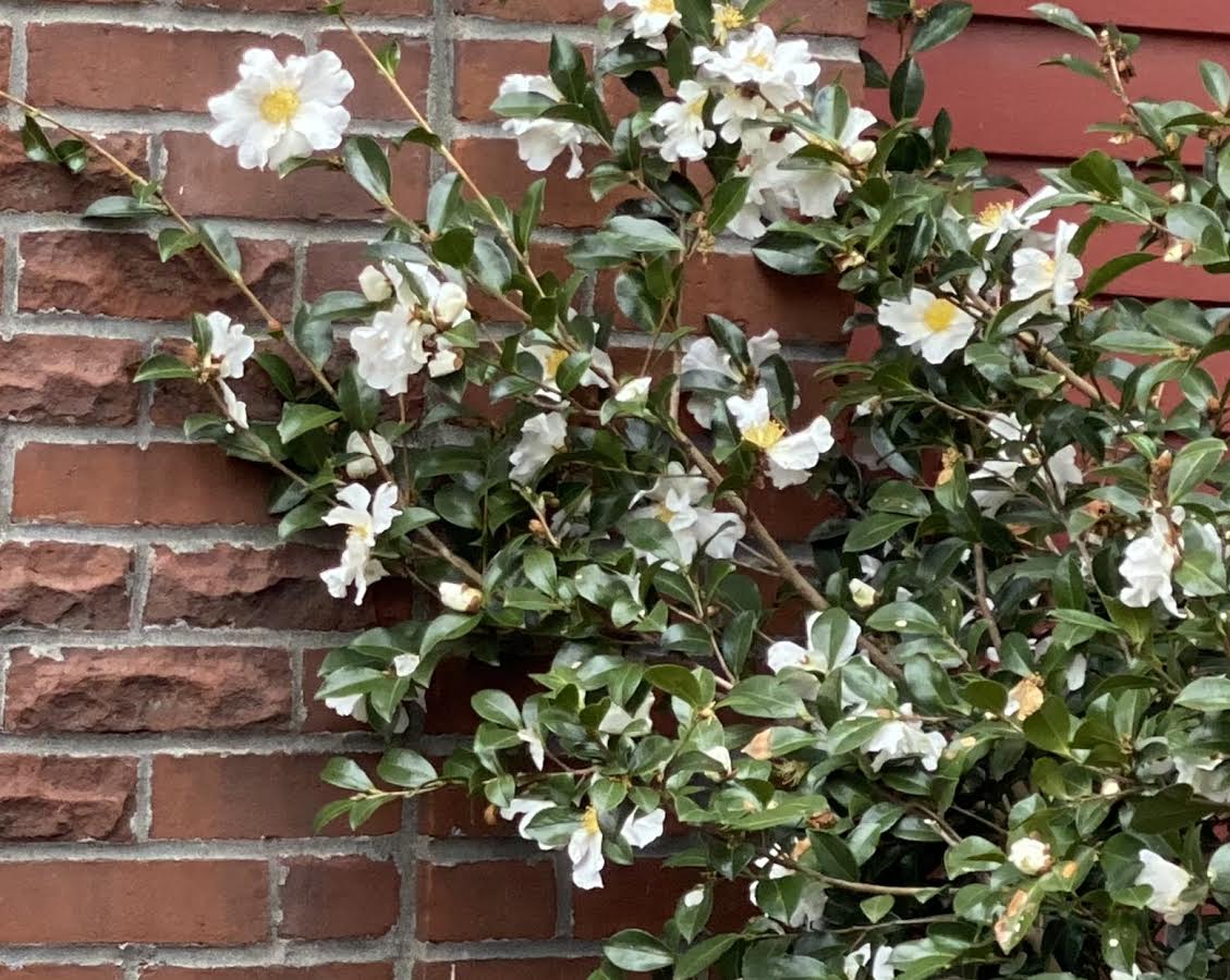 Dark, shiny green leaves cover branches of a camellia shrub climbing a brick wall.
