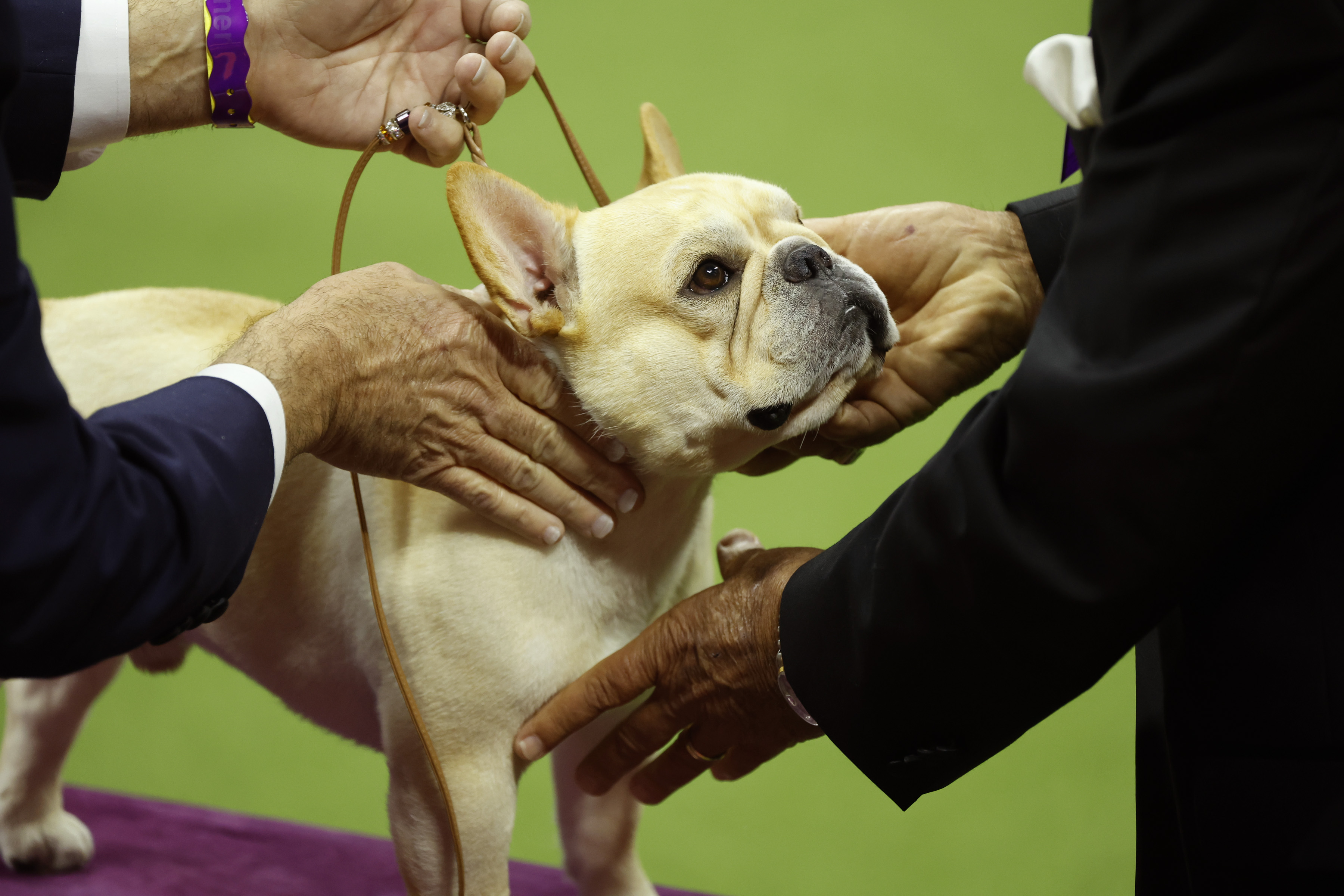 French Bulldog partially owned by Chargers' Morgan Fox wins National Dog  Show