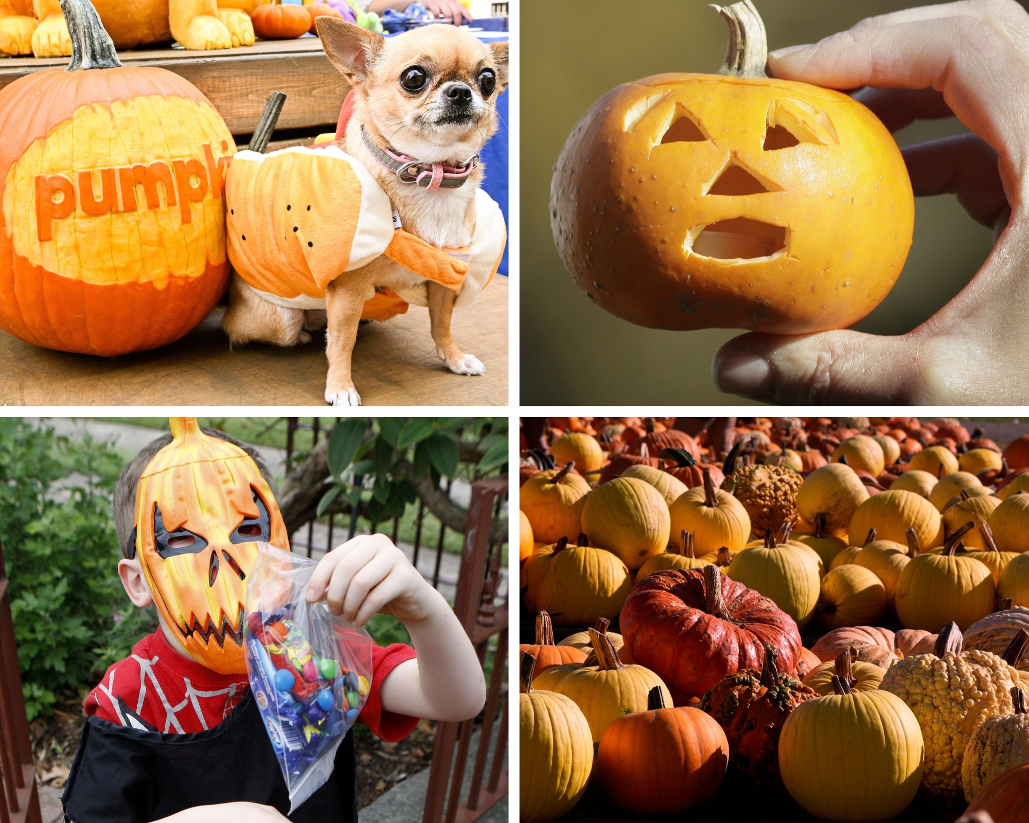 When are NE Ohio cities holding trick-or-treating, plus family