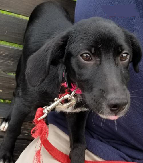 N.J. pets in need July 26, 2021