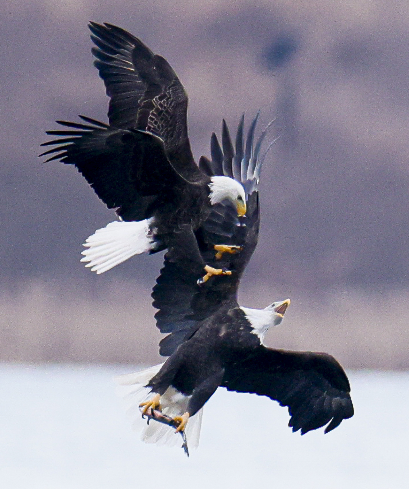Bald eagles return to Onondaga Lake in Syracuse - syracuse.com