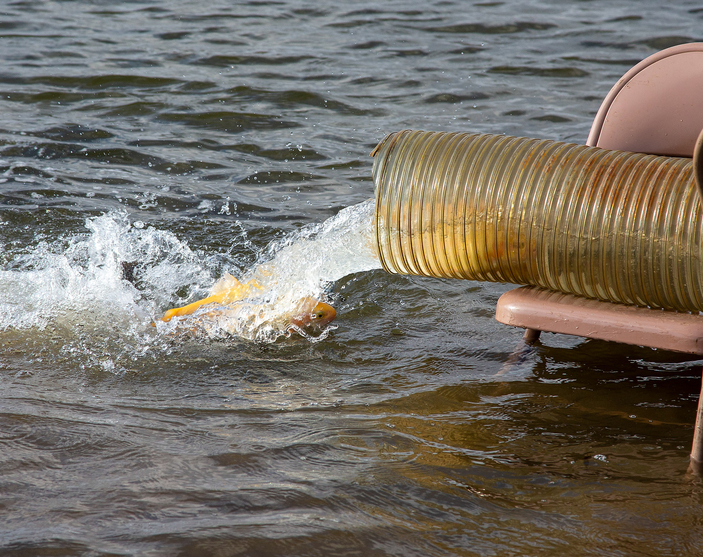 Mentored Youth Trout Day