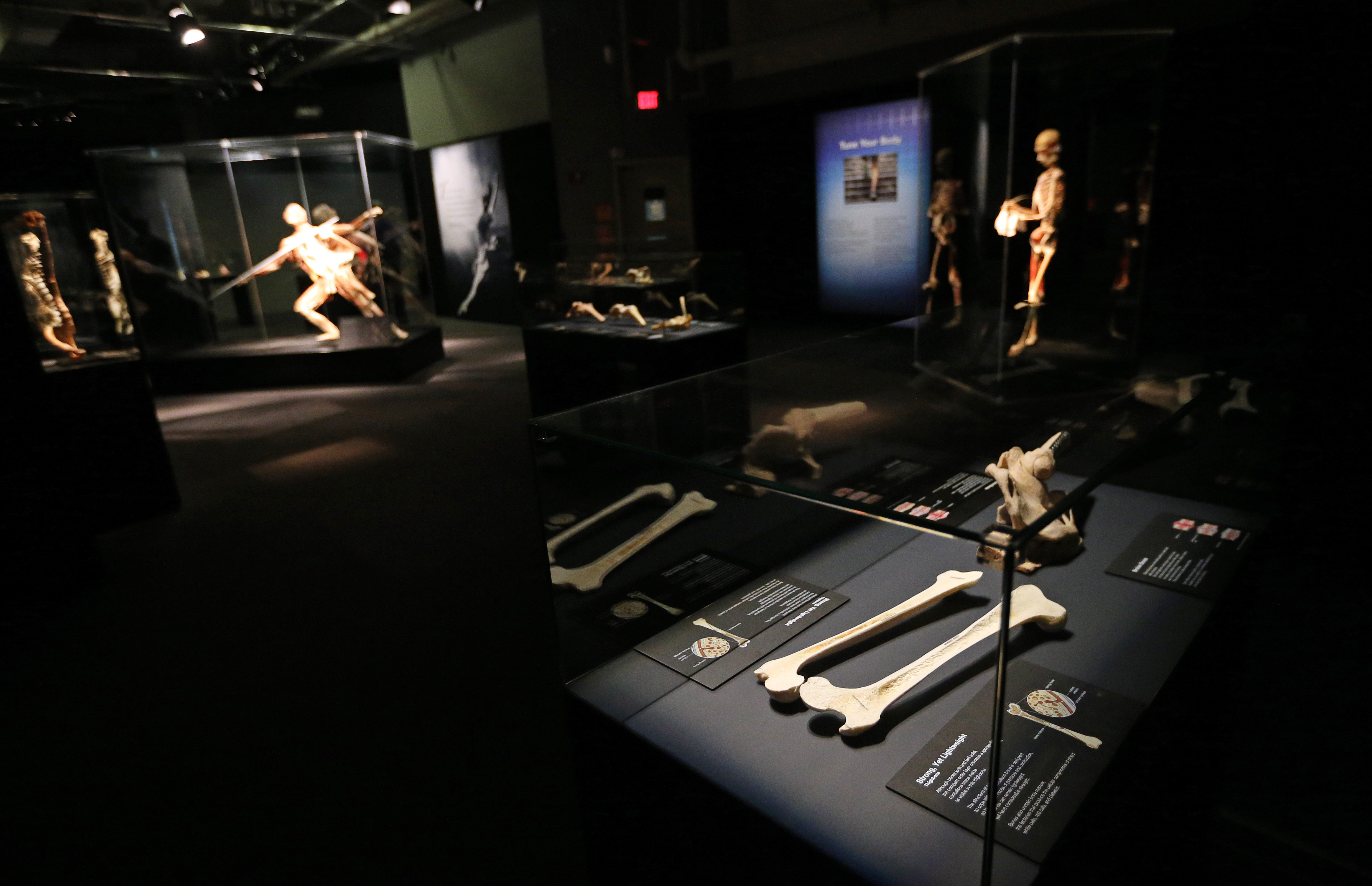 BODY WORLDS Rx set to open at Great Lakes Science Center, June 3, 2020