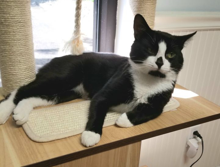 N.J. pets in need June 28, 2021