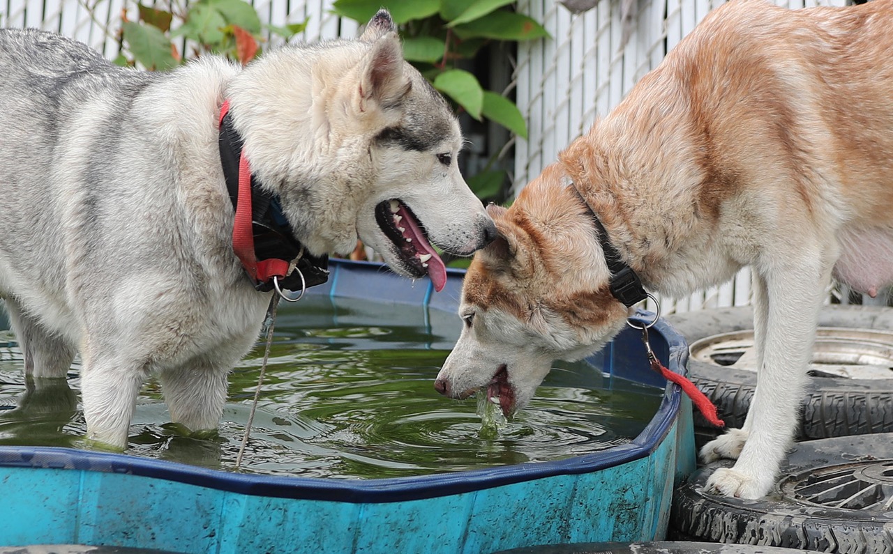 Husky dogs removed by NYC Sheriff’s deputies and the ASPCA on Staten ...