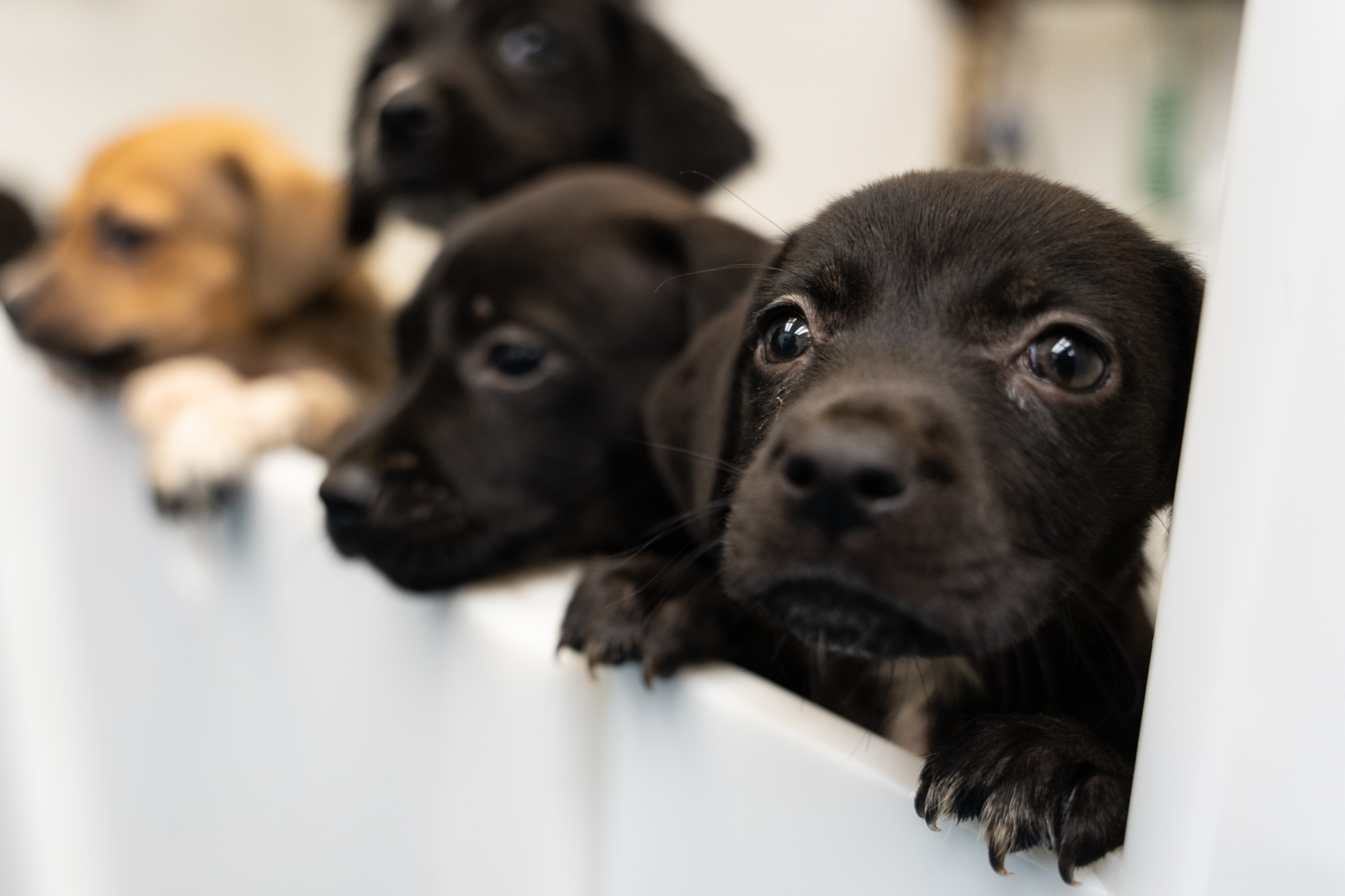 These are Michigan's busiest animal shelters – by intake, adoptions and  euthanizations 