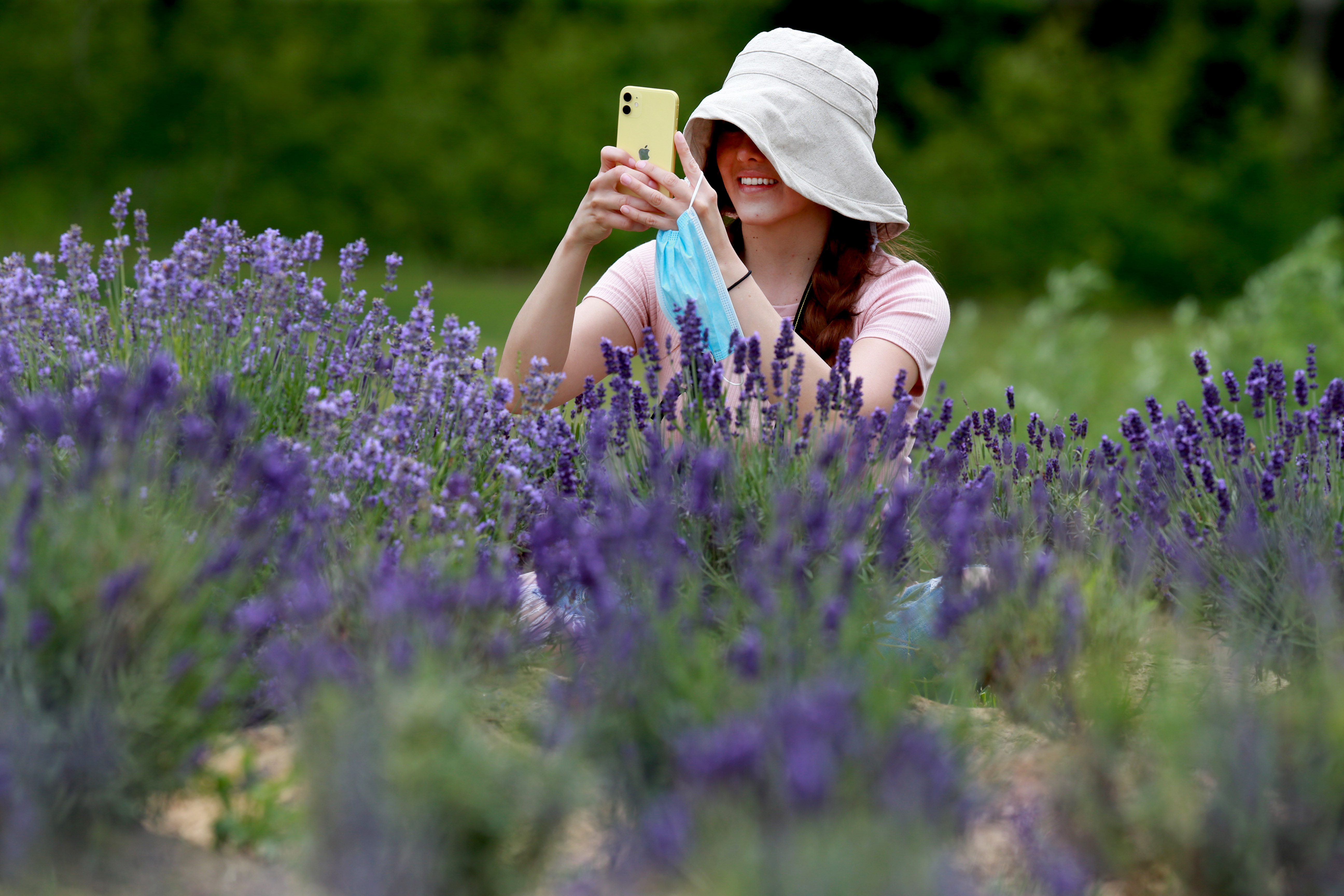 Lavender fields blooming with selfies