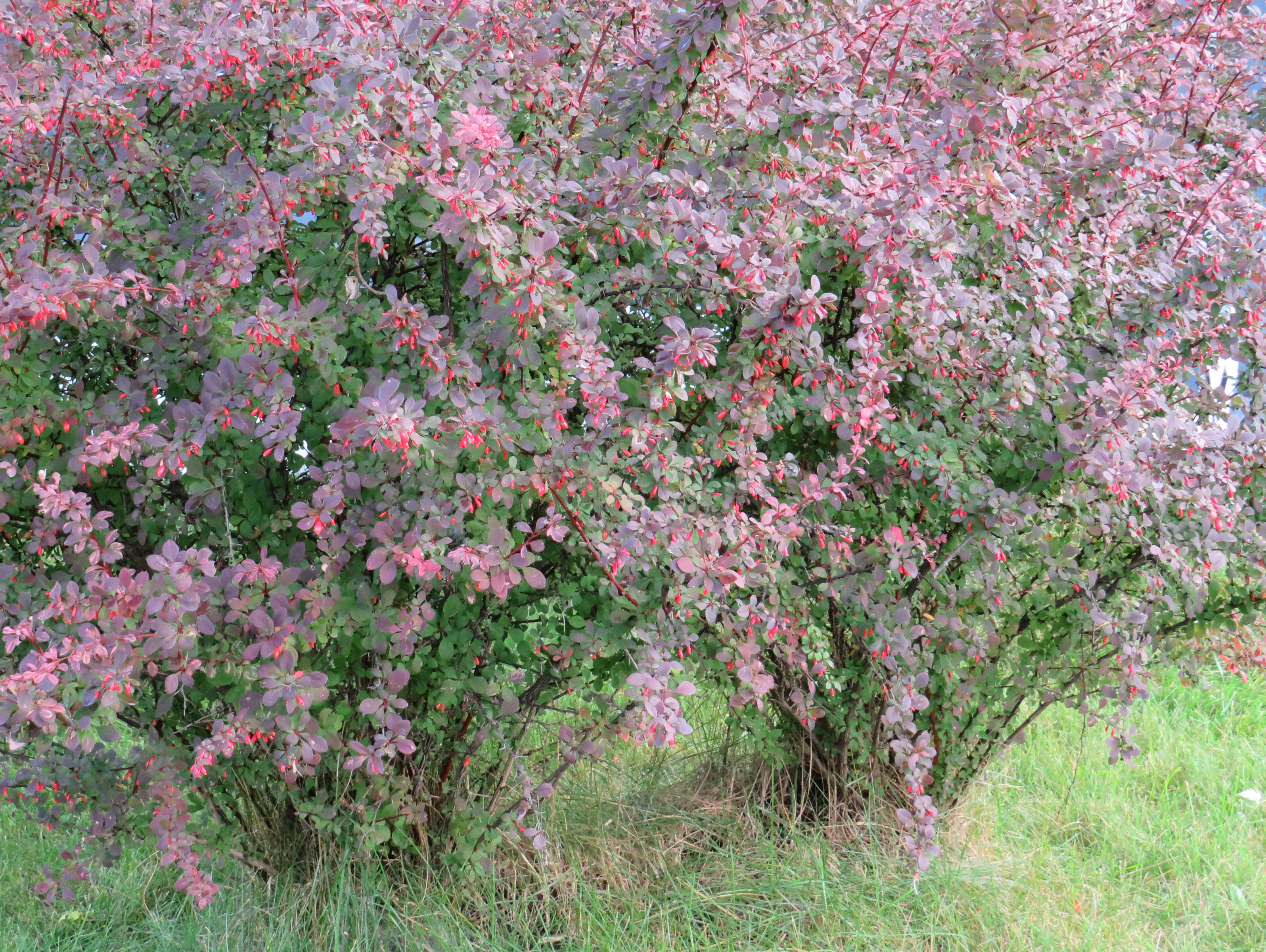 Invasive Japanese barberry and winged-burning bush - mlive.com