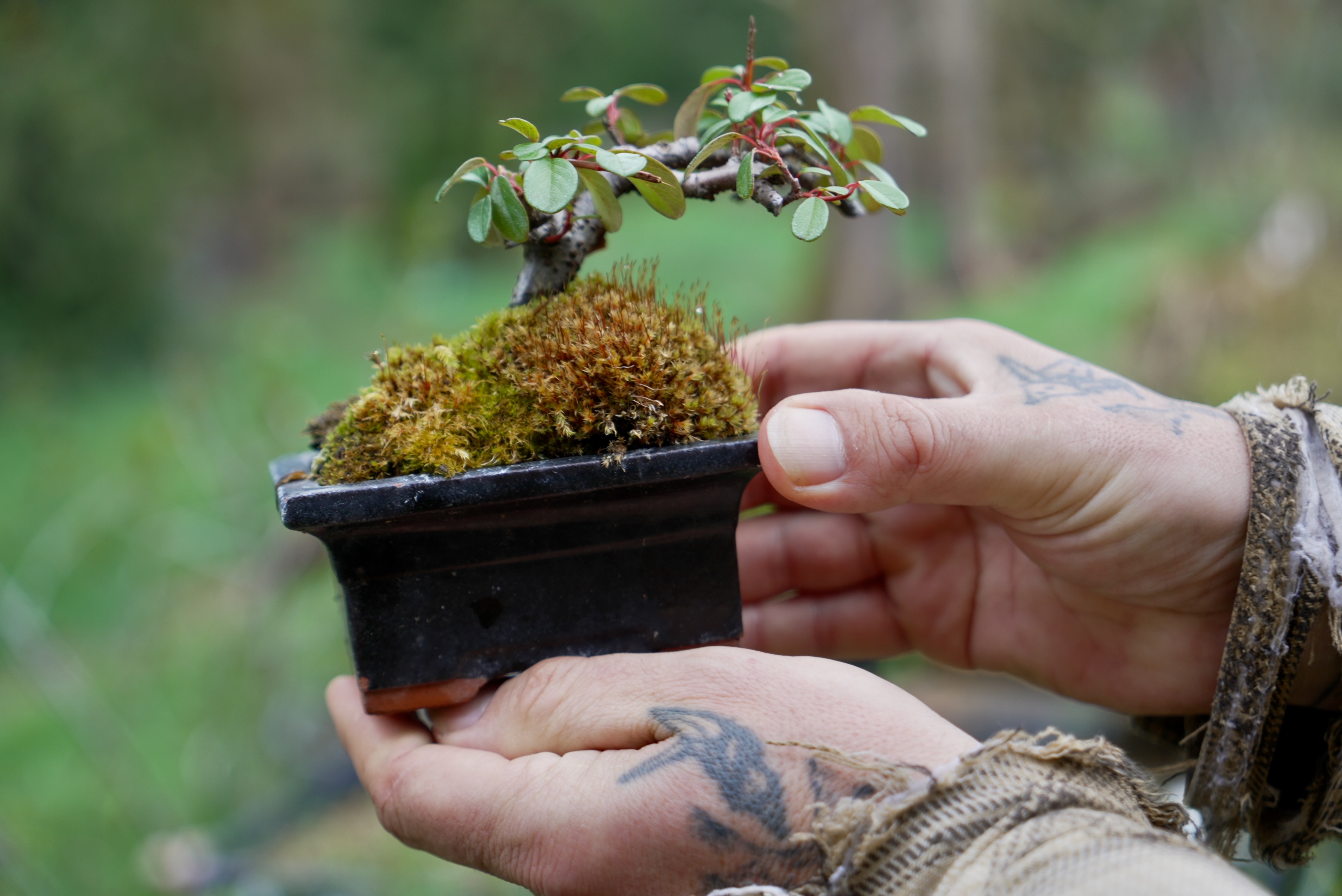 Where to buy bonsai plants and learn the art in Portland – Here is