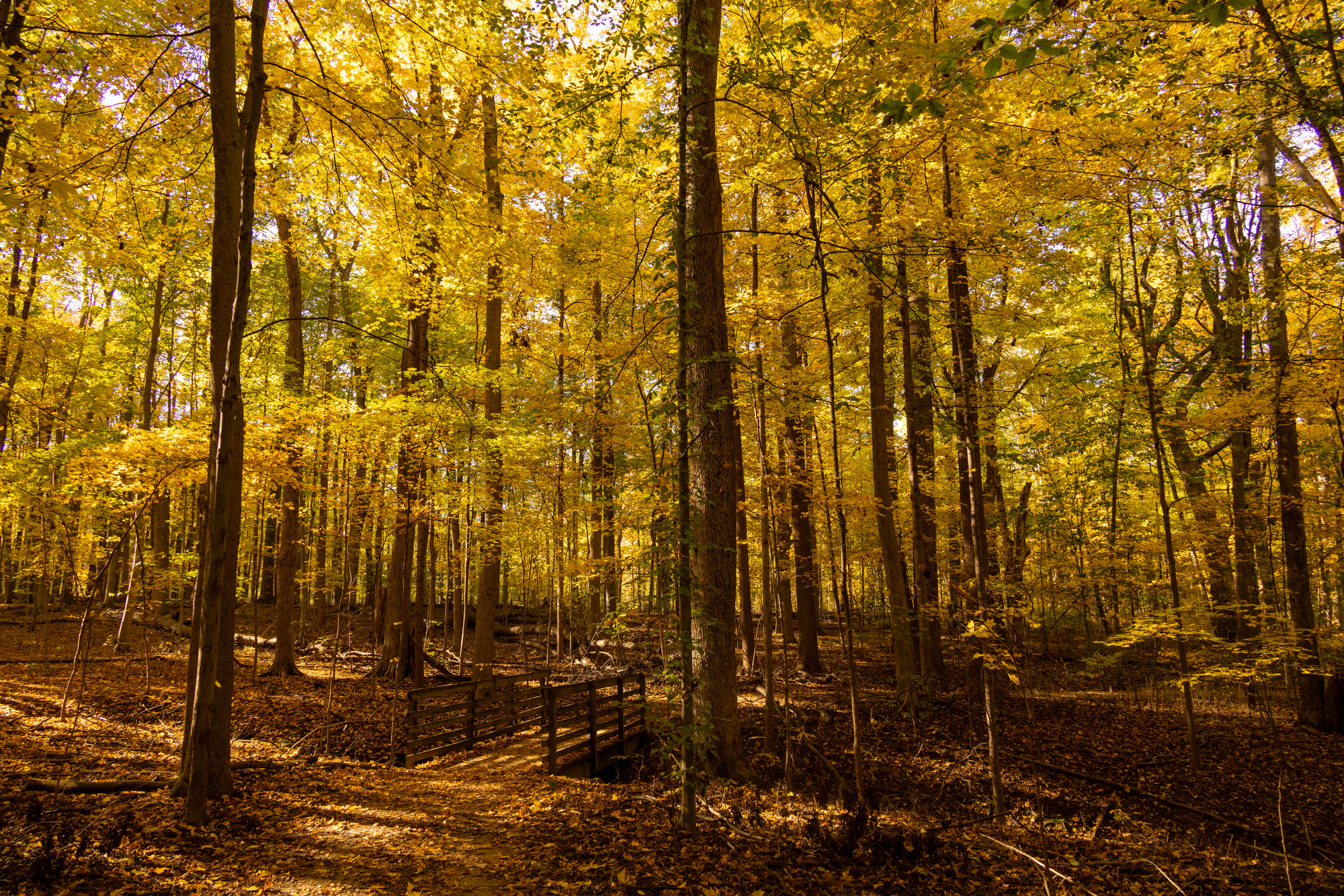 Fall colors in the Cuyahoga Valley National Park 2024 - cleveland.com