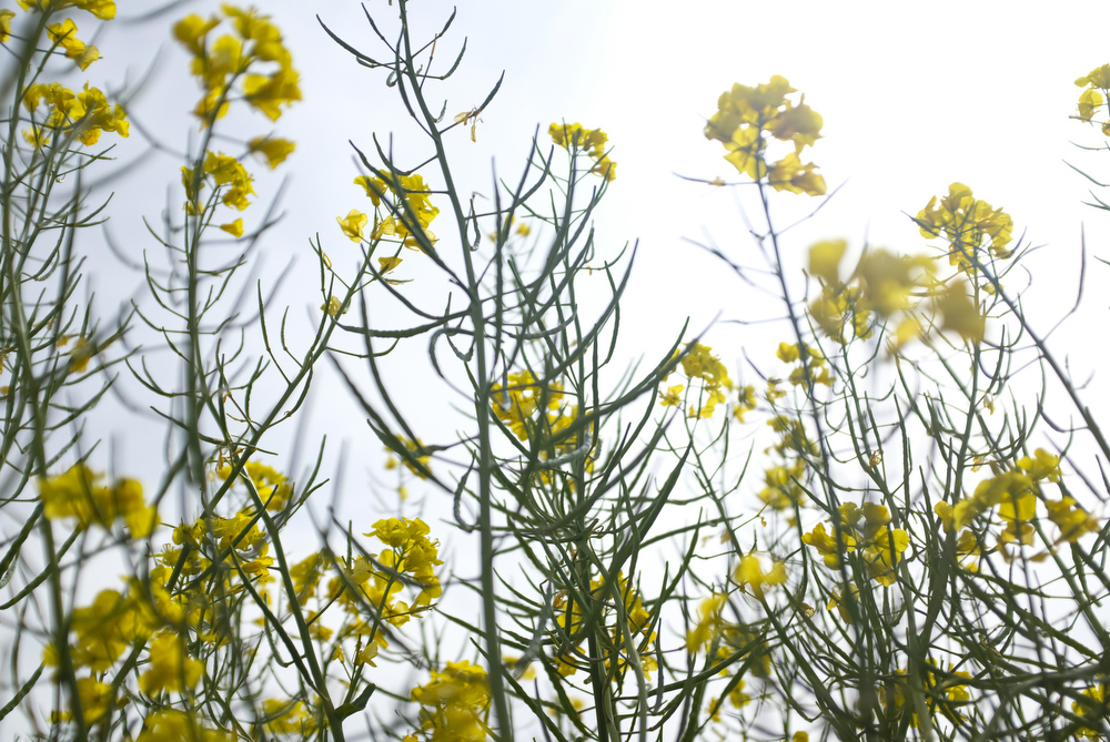 Canola fields shining bright in the Lehigh Valley