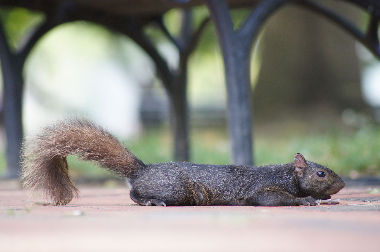 Splooting squirrels are a thing: Here's what they're doing and why -  