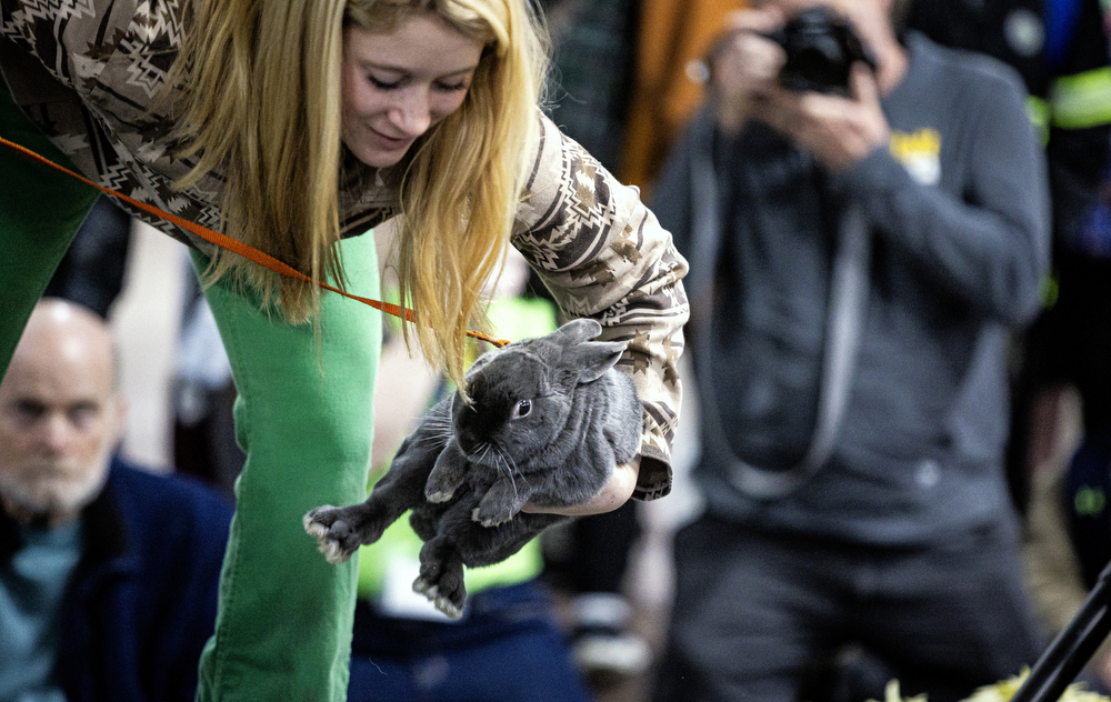 Rabbits at the Pa. Farm Show - pennlive.com