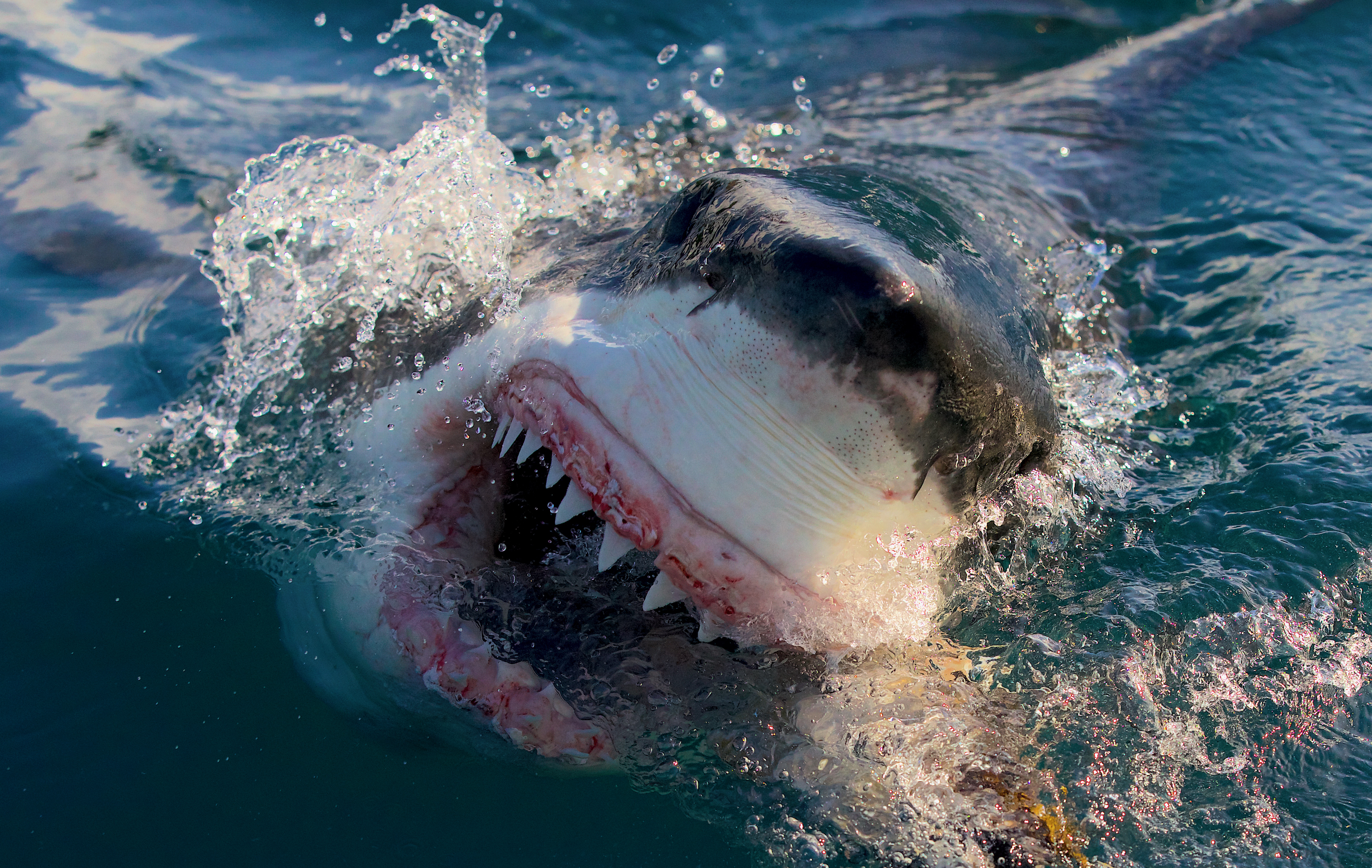 Shark Week' 2023 schedule & how to watch Discovery - mlive.com