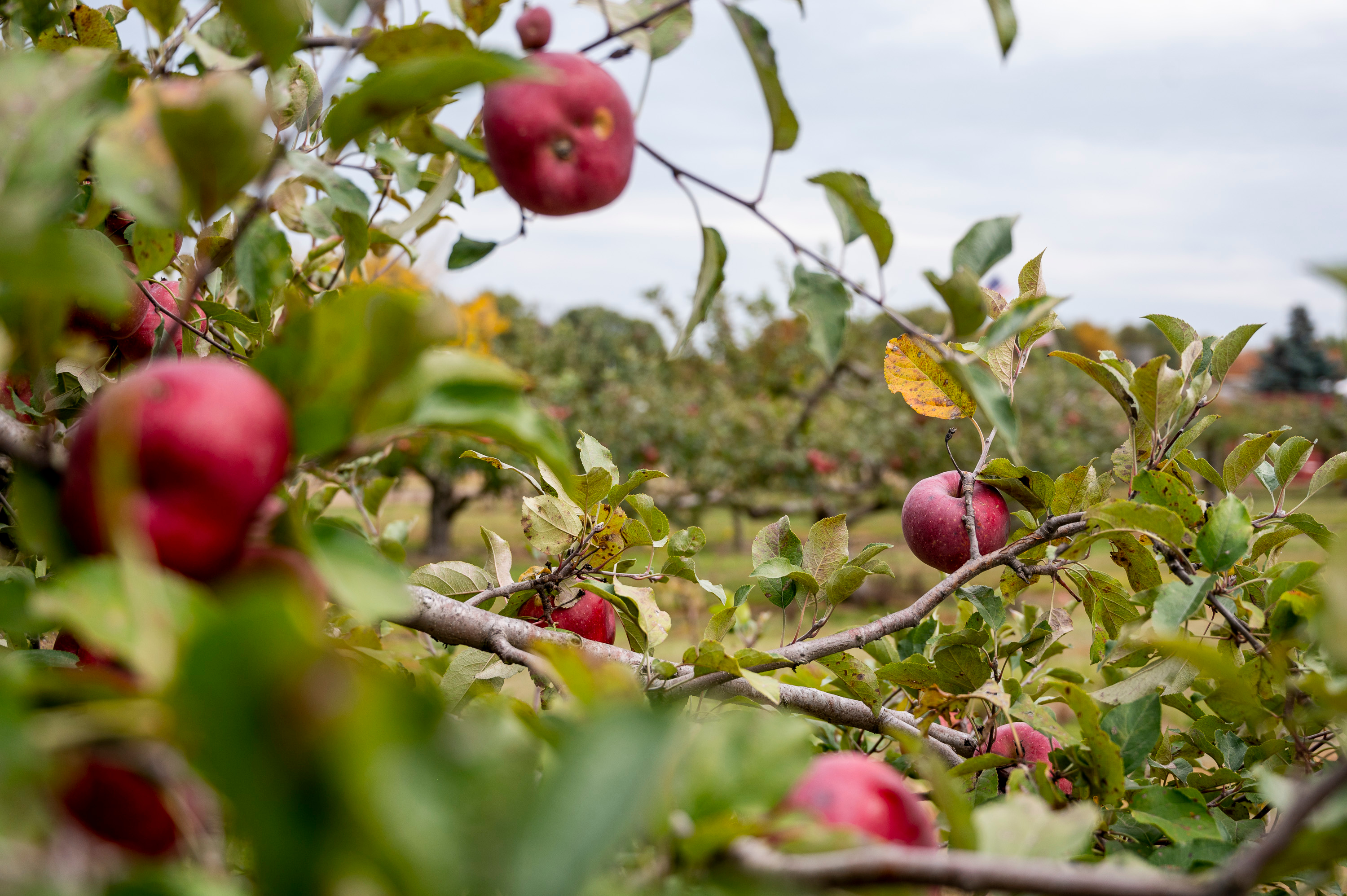 Apple (fruit only) pictures from your backyard orchards, please - #656 by  mamuang - Pictures! - Growing Fruit