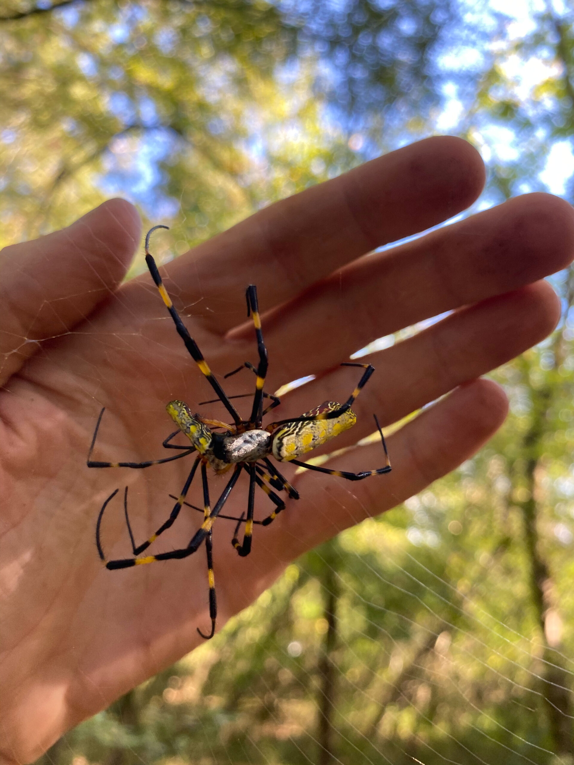 A big spider will spread in the U.S. No, it won't 'parachute.