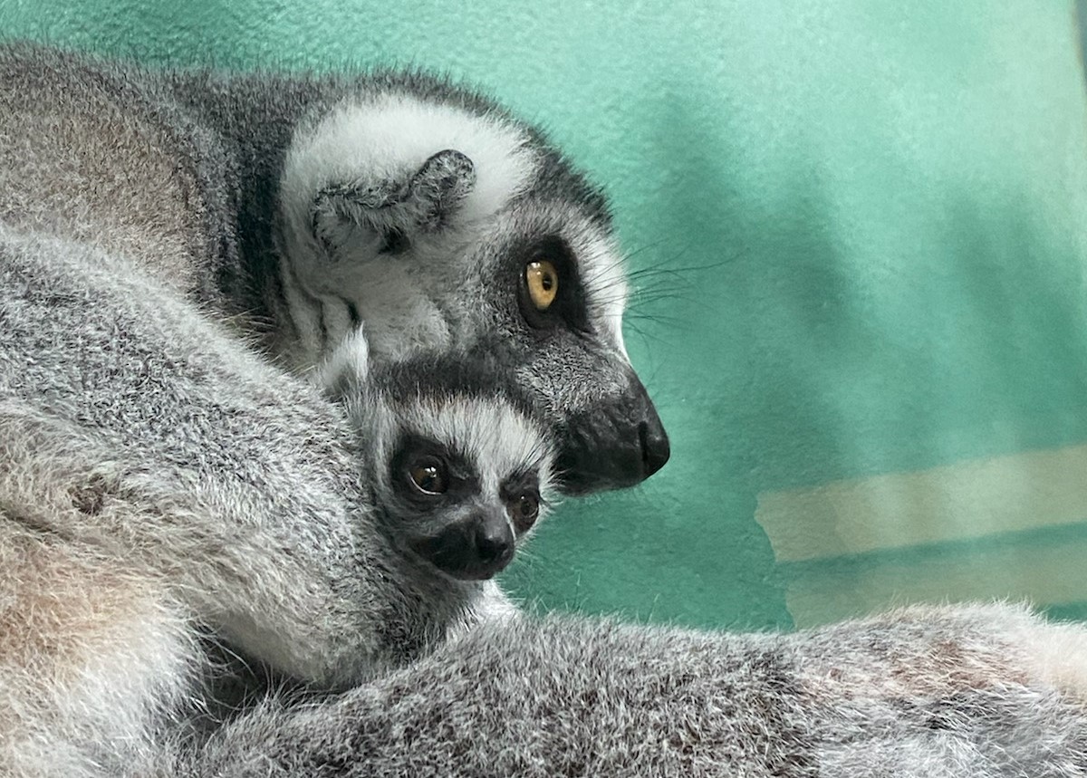 Baby Ring Tailed Lemur | Lemur, Pets for sale, Exotic pets